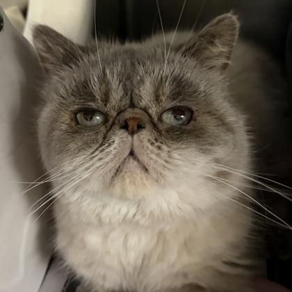 Bella — thumbnail 2