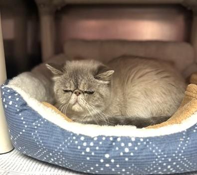 Bella, ADOPTABLE, Senior Female Exotic Shorthair.