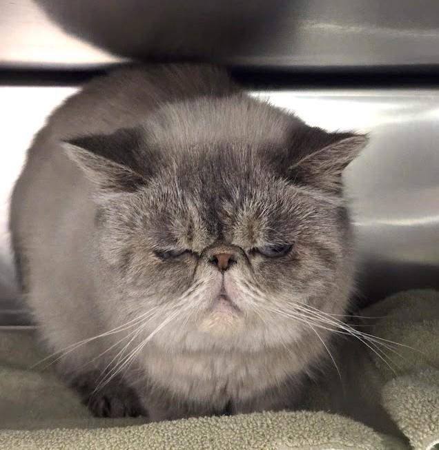 Enlarge Bella, a ADOPTABLE Exotic Shorthair in North Myrtle Beach, SC image 3/4