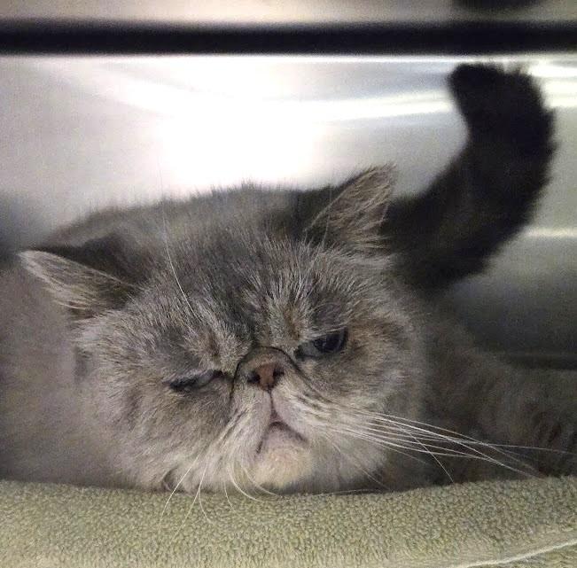 Enlarge Bella, a ADOPTABLE Exotic Shorthair in North Myrtle Beach, SC image 4/4