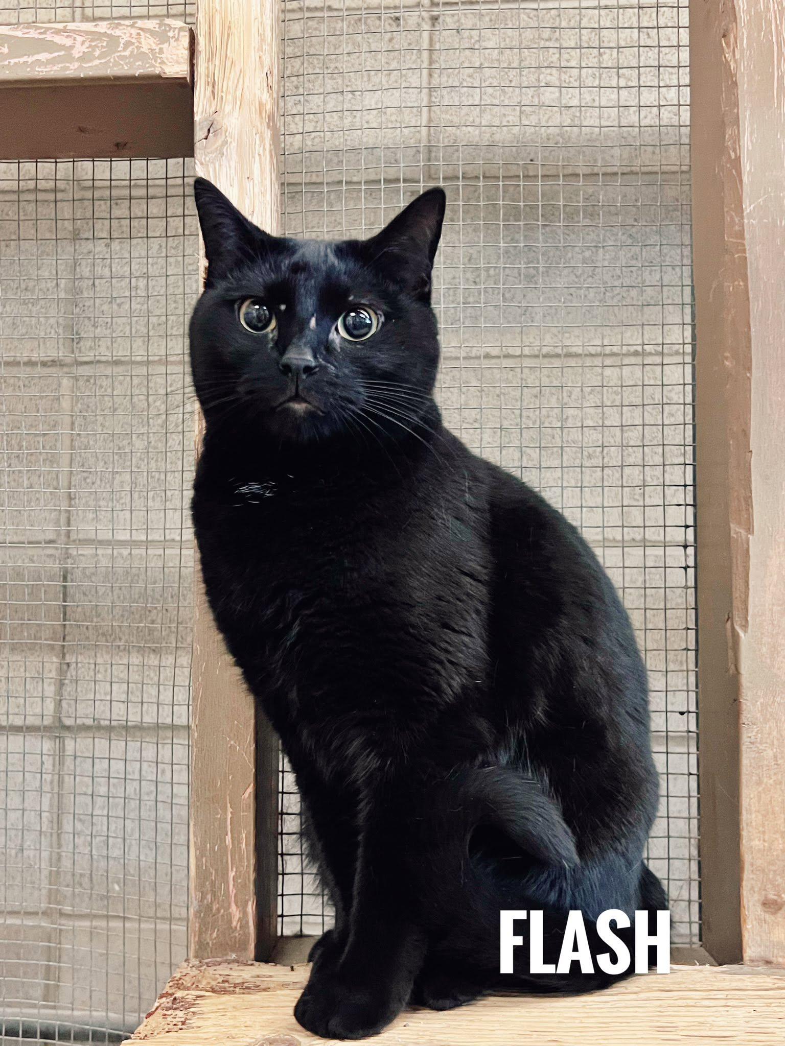 Enlarge Flash, a ADOPTABLE Domestic Short Hair in Peace River, AB image 1/1
