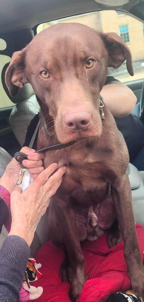 Champ Burns, Adopted, Young Male Labrador Retriever.