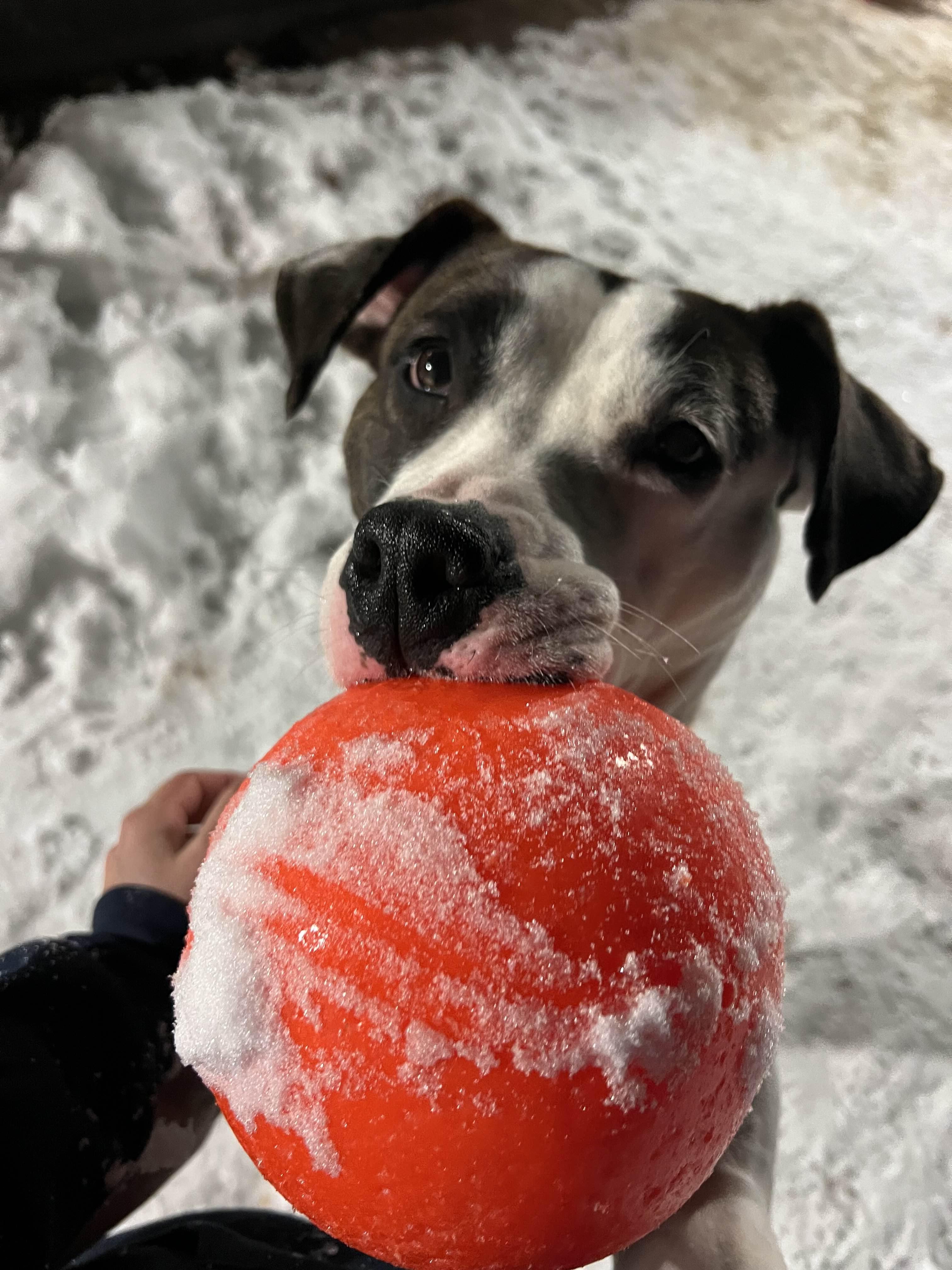 Enlarge Coraline, a Adoptable mixed breed in Houghton, MI image 3/3