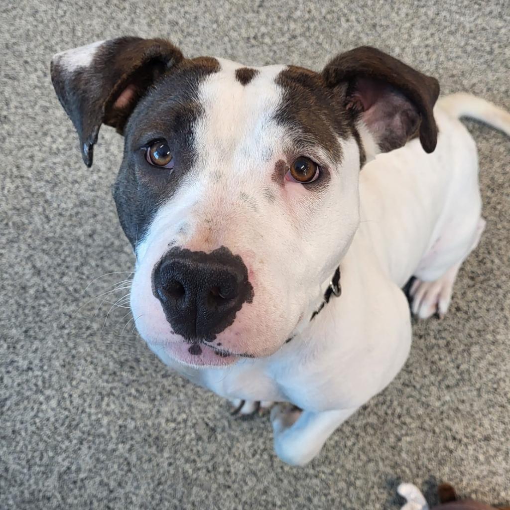 Coraline, a Adoptable mixed breed in Houghton, MI image 1/2