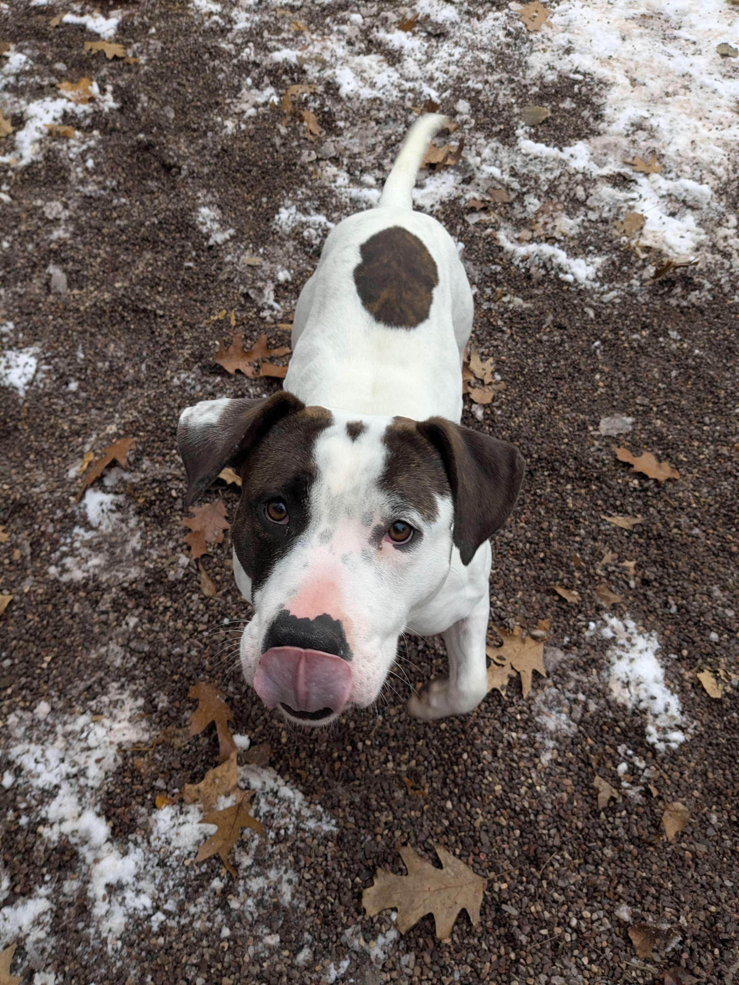 Coraline, a Adoptable mixed breed in Houghton, MI image 2/2