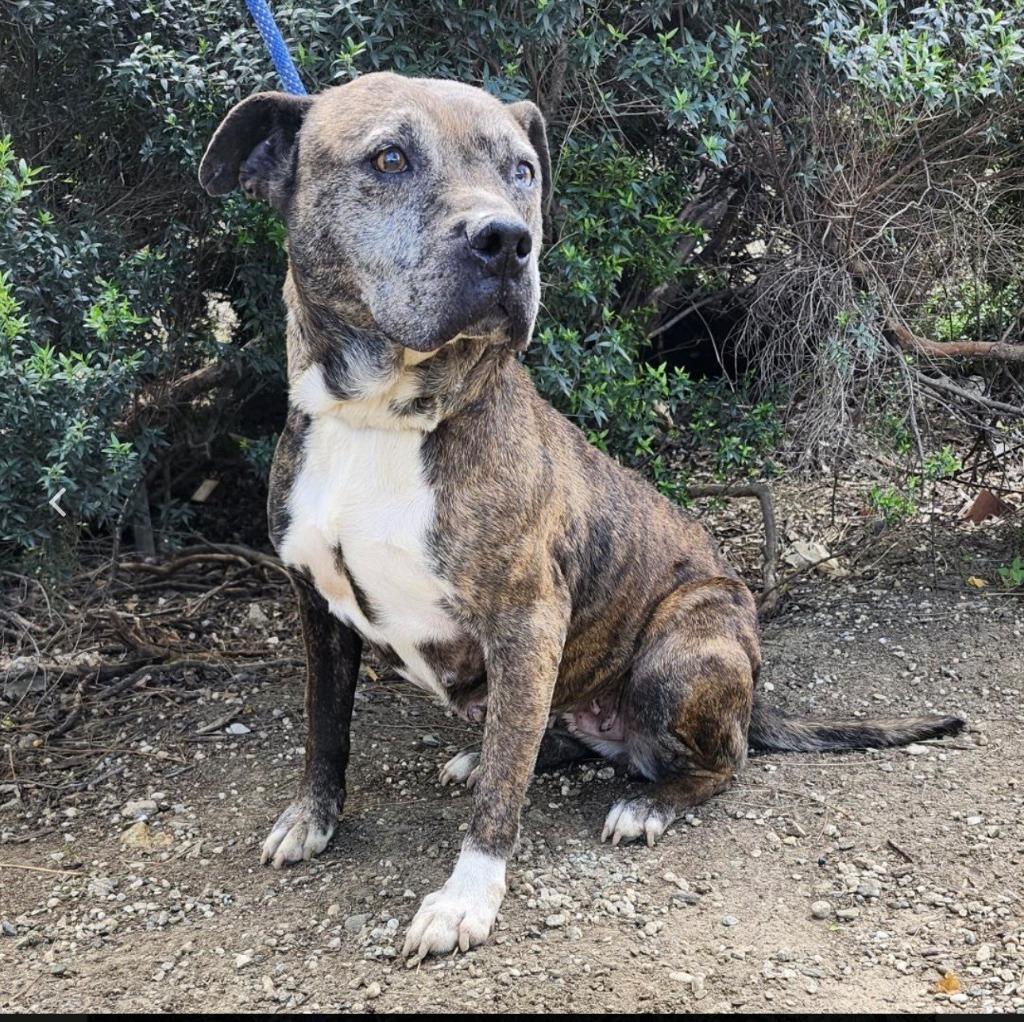 Hermione, Adoptable, Senior Female Pit Bull Terrier.