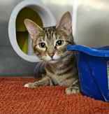 Isla, an adopted Domestic Short Hair in Munster, IN_image-1