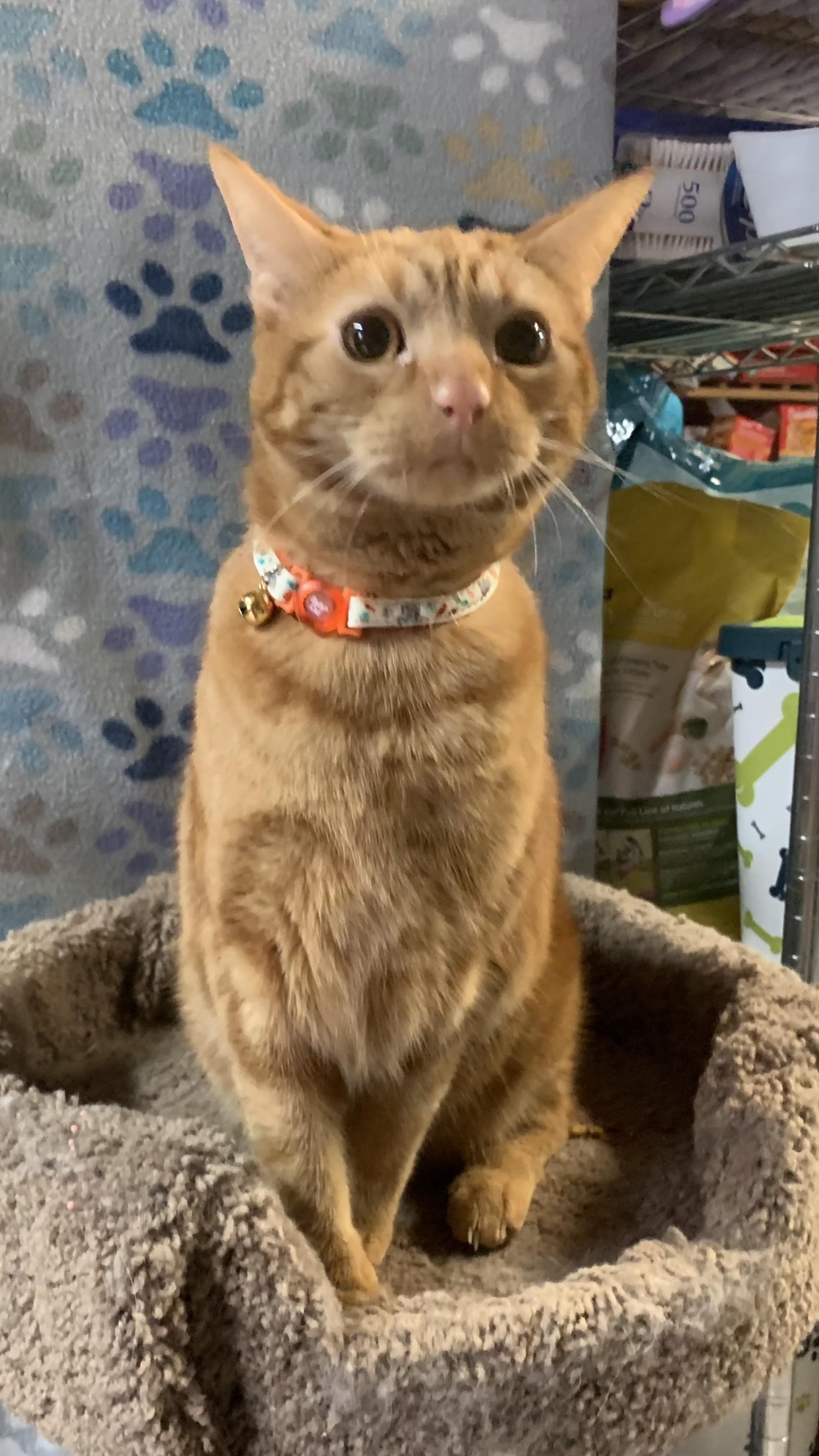 PENEKI & INOKI, Adoptable, Adult Female Tabby & Domestic Short Hair.