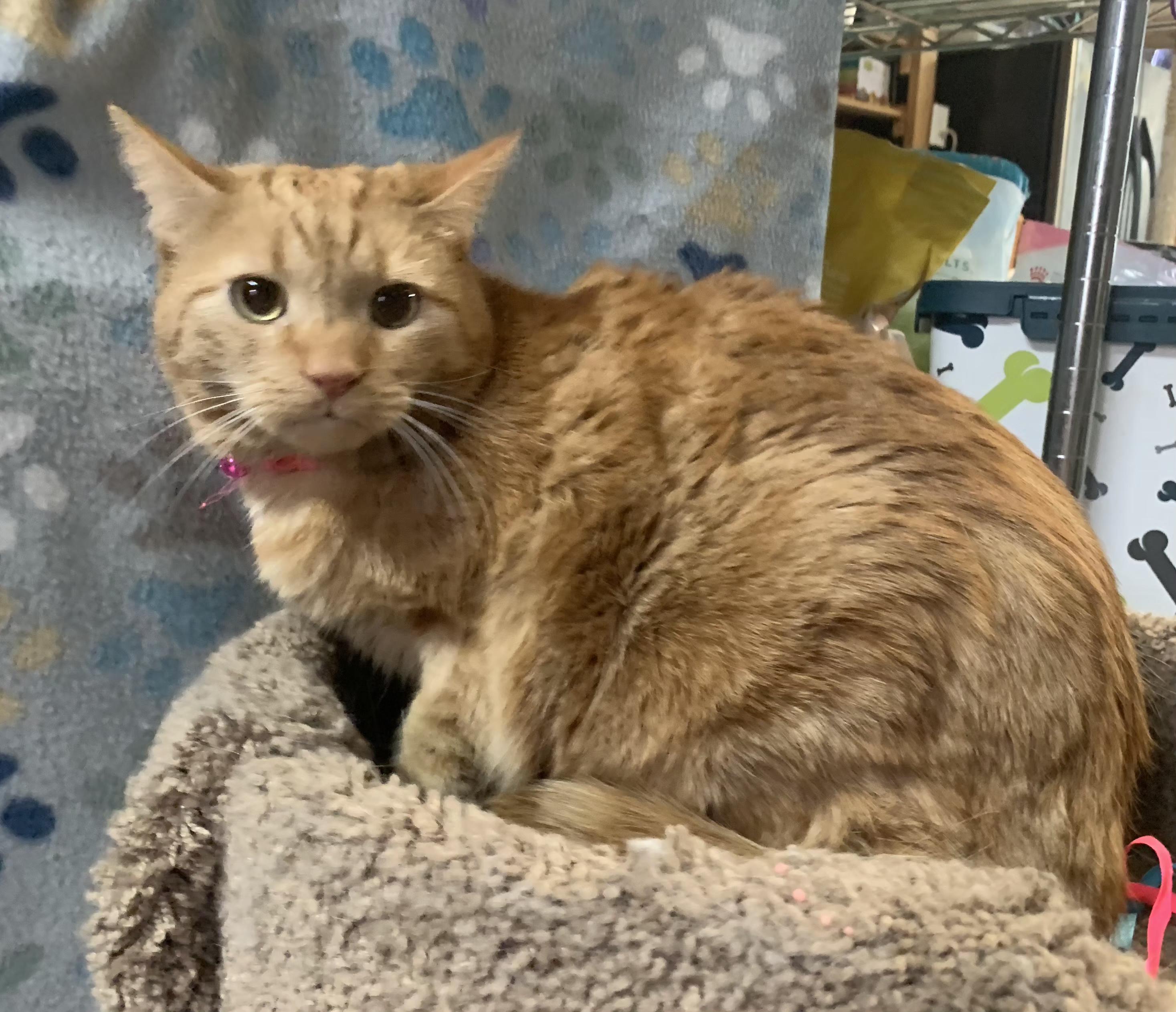 Enlarge PENEKI & INOKI, a Adoptable mixed breed in North East, MD image 2/3