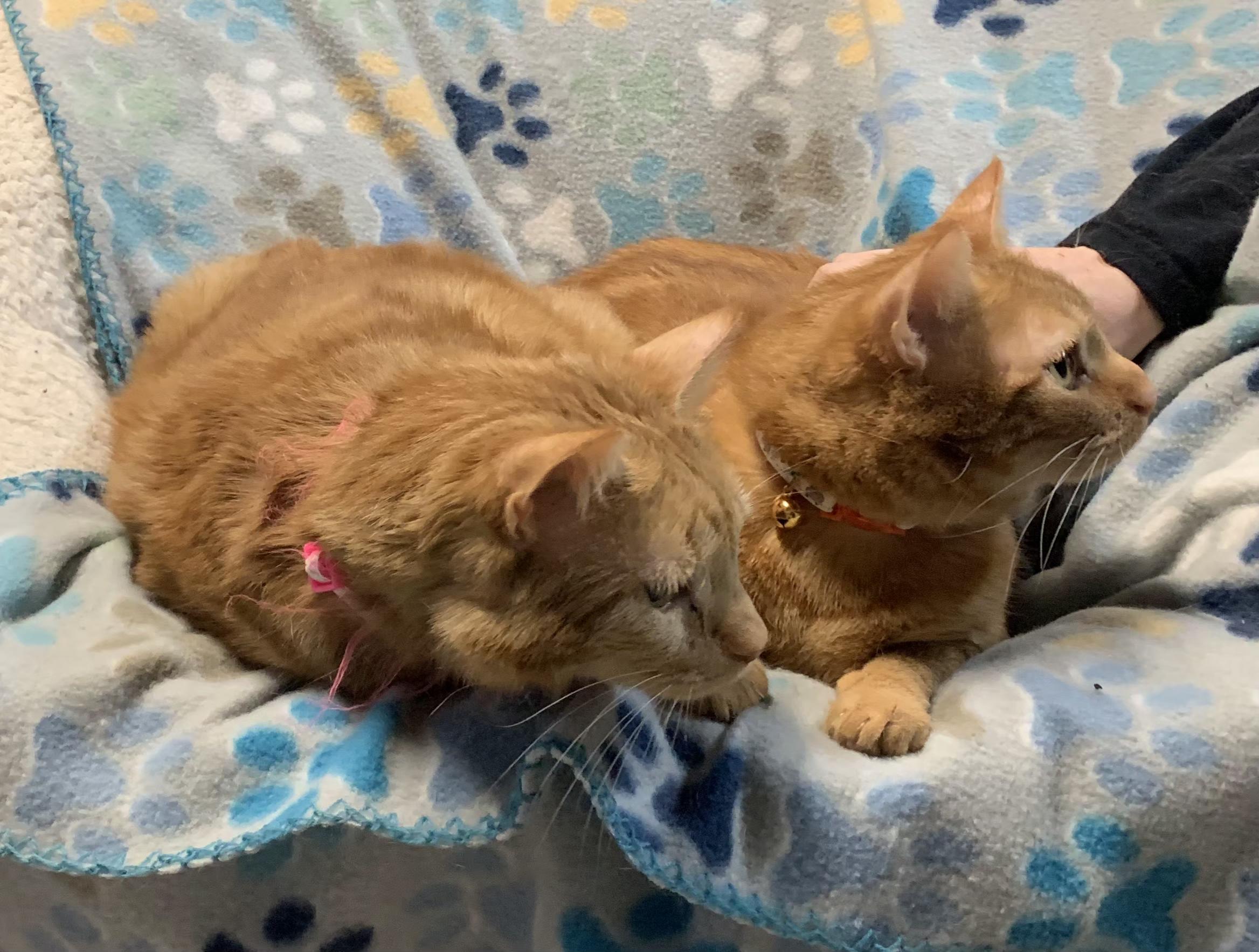 Enlarge PENEKI & INOKI, a Adoptable mixed breed in North East, MD image 3/3