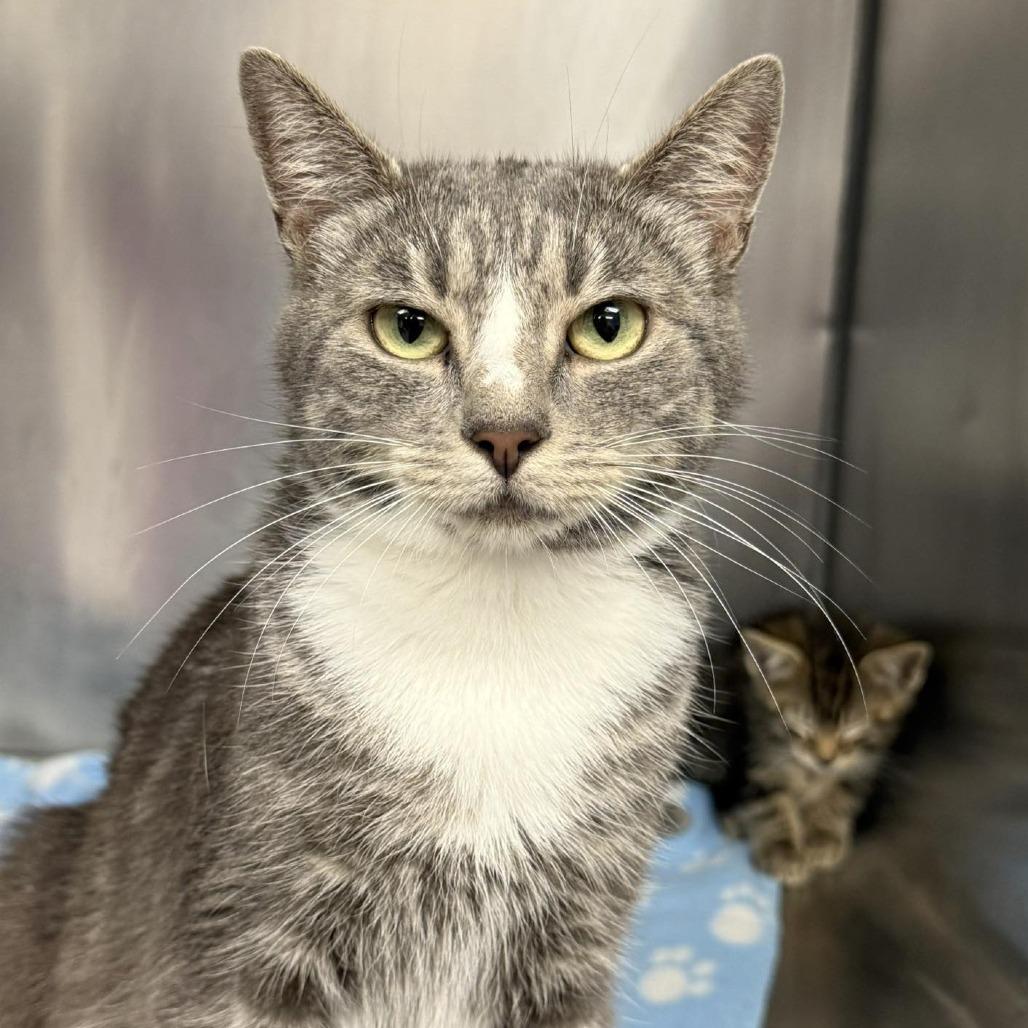 Enlarge Mama Siri, a Adoptable Domestic Short Hair in Martinsville, VA image 1/1