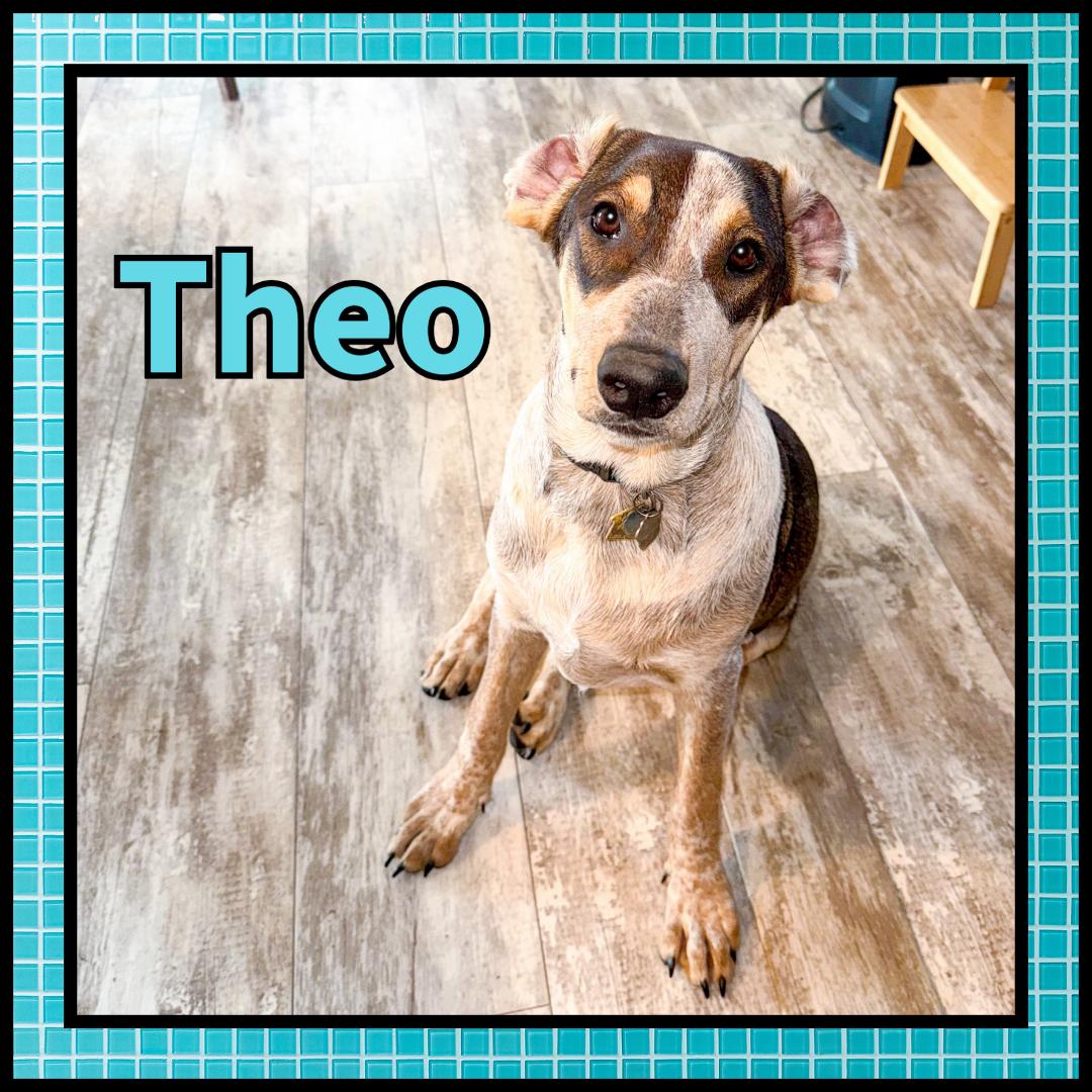 Enlarge Theo GDP, a Adoptable Collie in Dallas, TX image 1/3