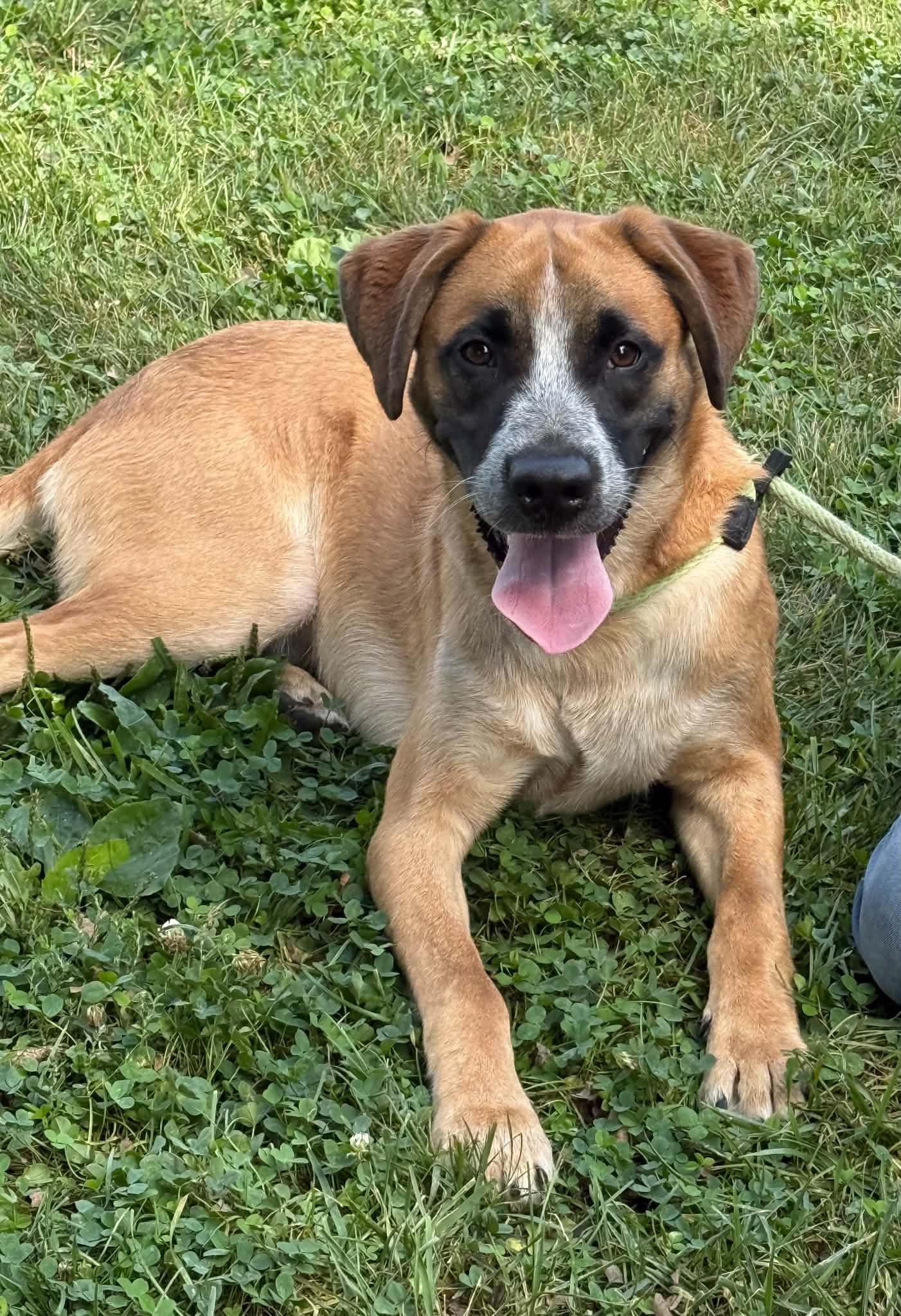 Kane - Adoptable Pet | Petfinder
