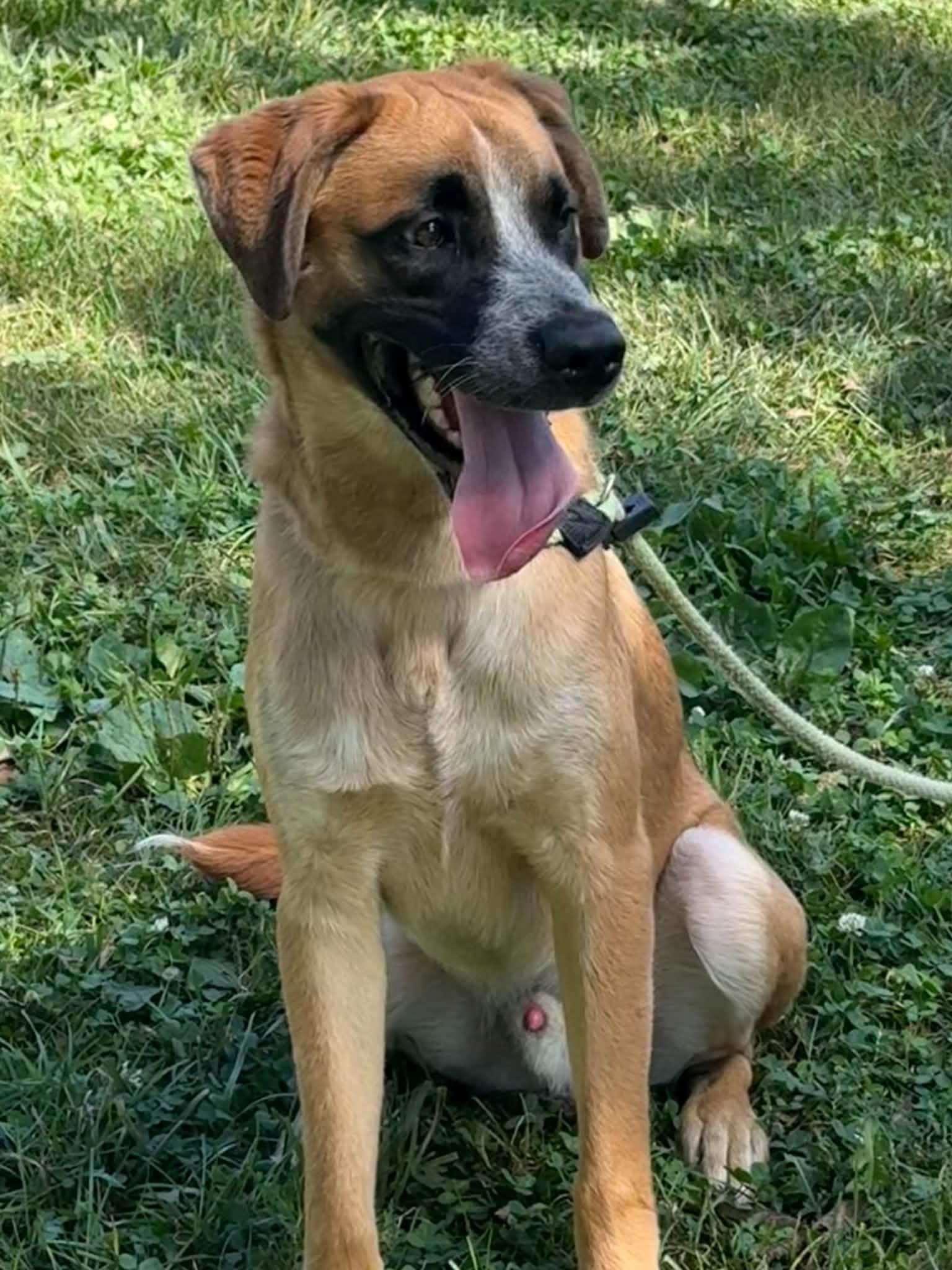 Kane - Adoptable Pet | Petfinder