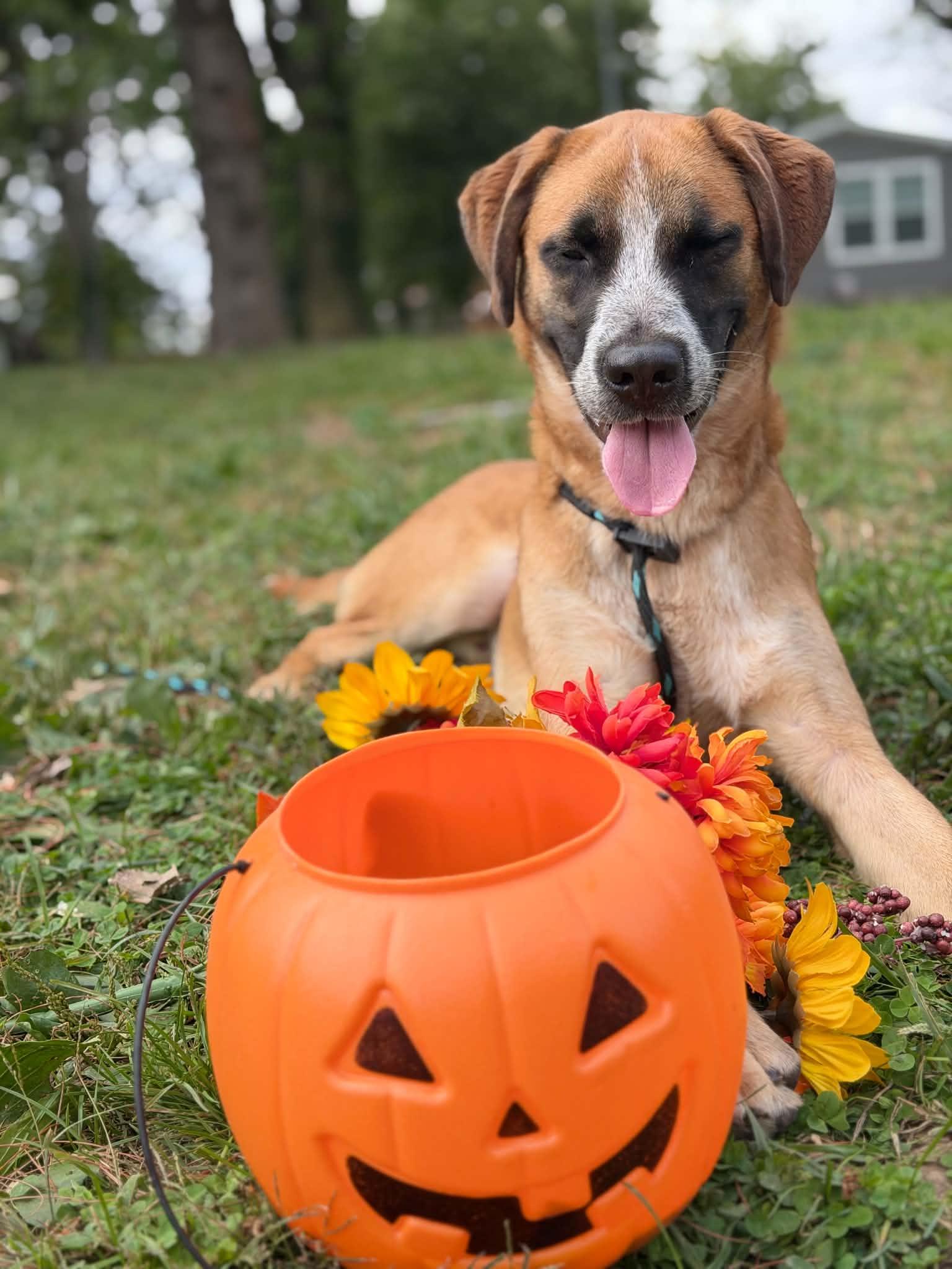 Kane - Adoptable Pet | Petfinder
