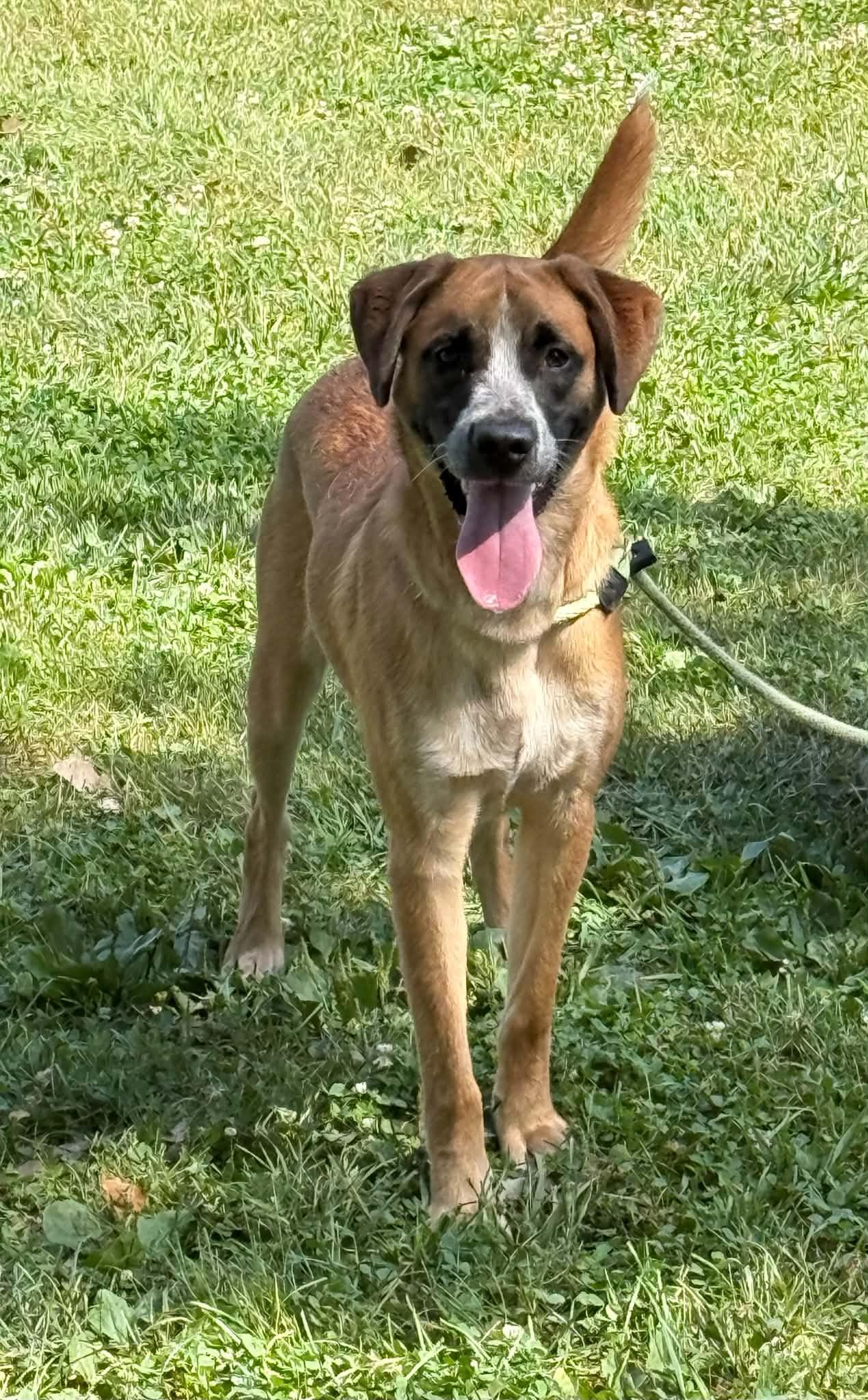 Kane - Adoptable Pet | Petfinder