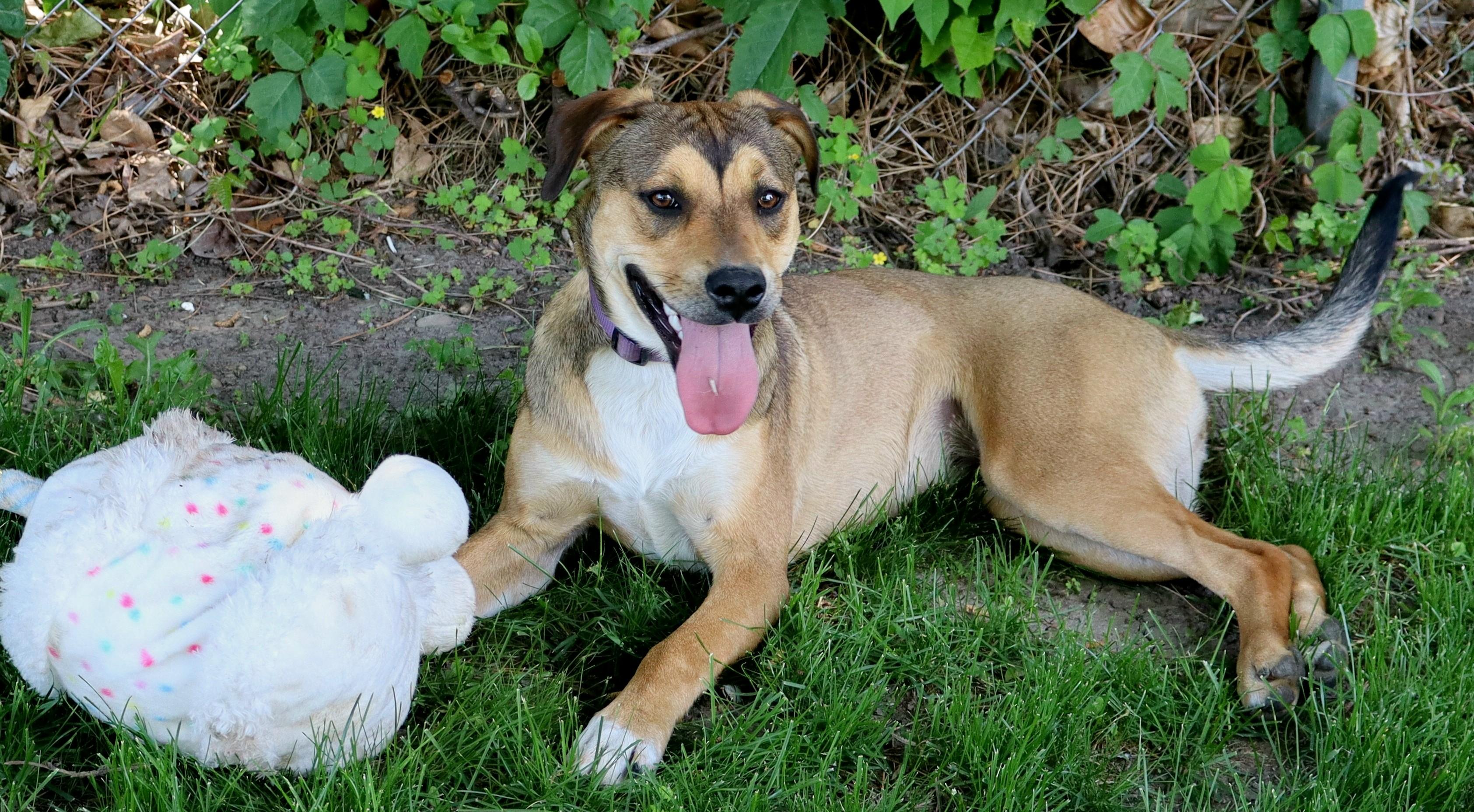 Bonnie, ADOPTABLE, Young Female Foxhound & Beagle.