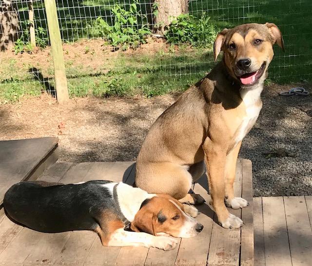 Bonnie, a ADOPTABLE mixed breed in Honeoye Falls, NY image 2/2