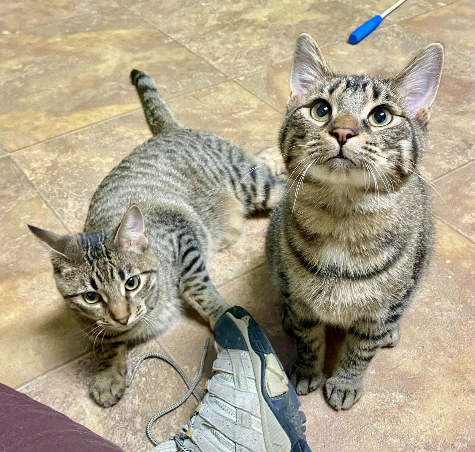 Yaw, Adoptable, Young Male Domestic Short Hair & Tabby.