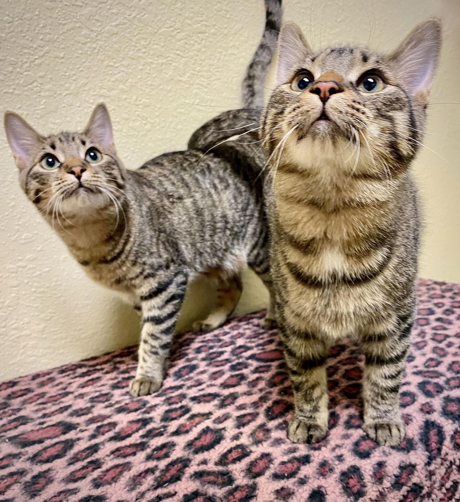 Enlarge Yaw, a Adoptable mixed breed in Fargo, ND image 2/3