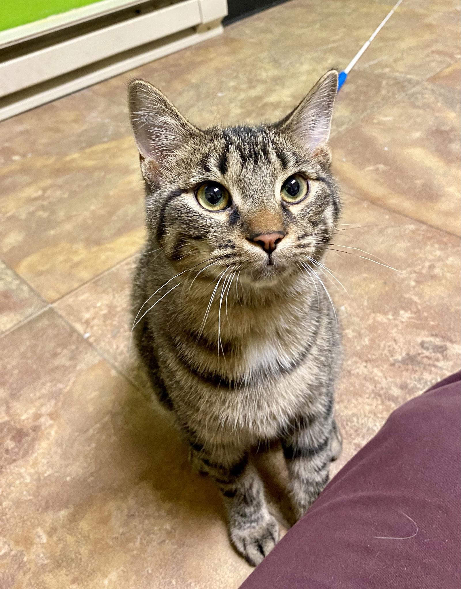 Enlarge Yaw, a Adoptable mixed breed in Fargo, ND image 3/3