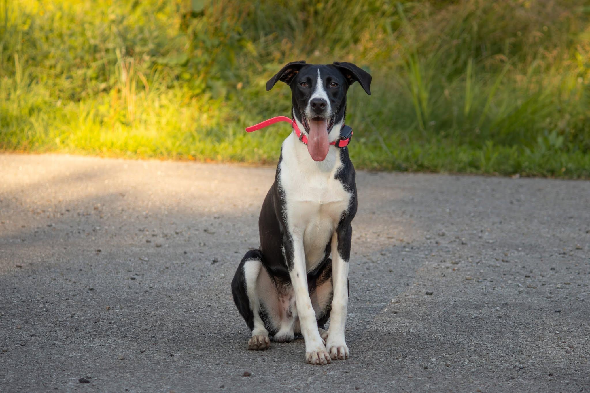 Banjo, a ADOPTABLE mixed breed in Bethel Park, PA image 1/5