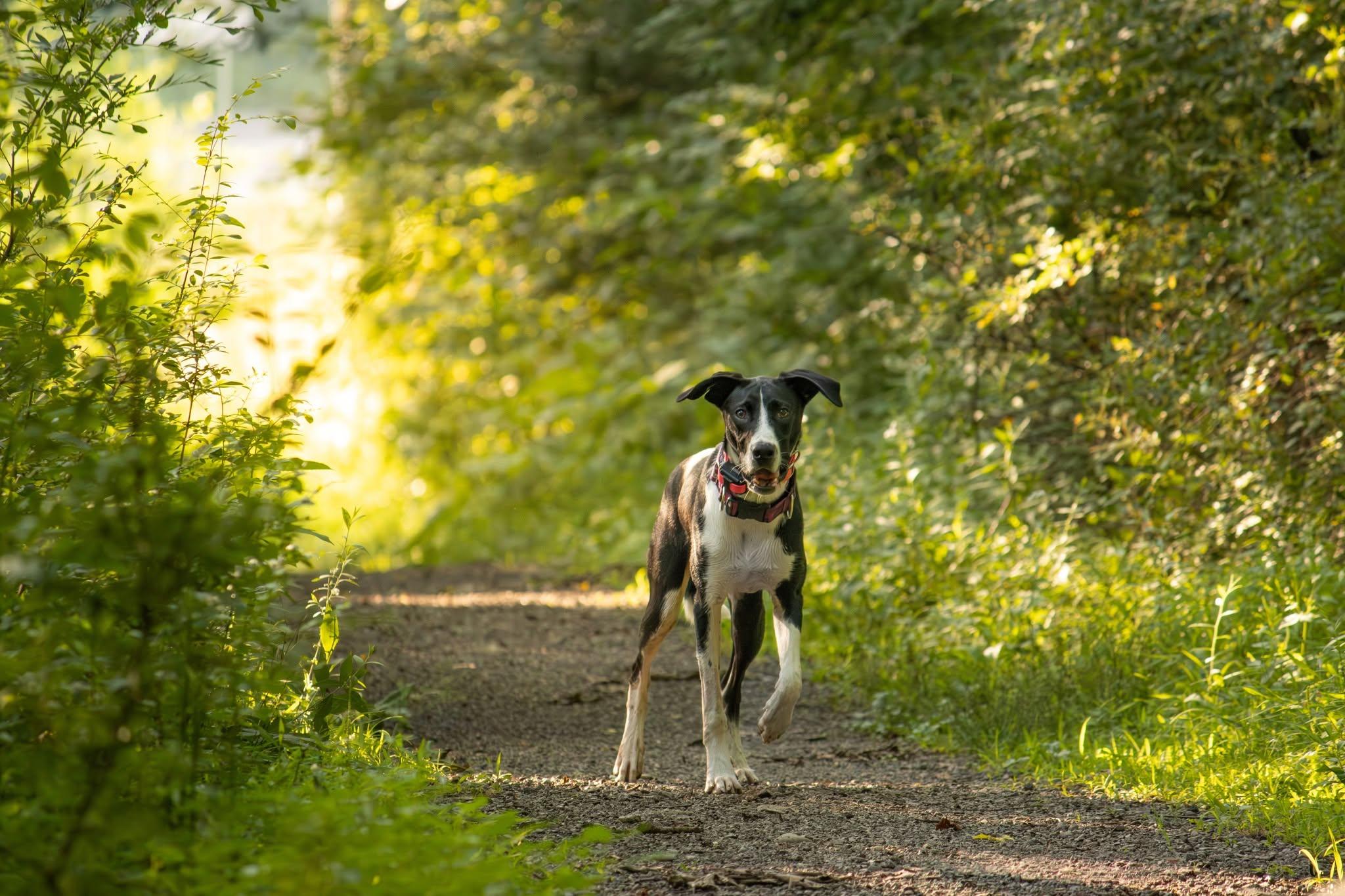 Banjo, a ADOPTABLE mixed breed in Bethel Park, PA image 5/5