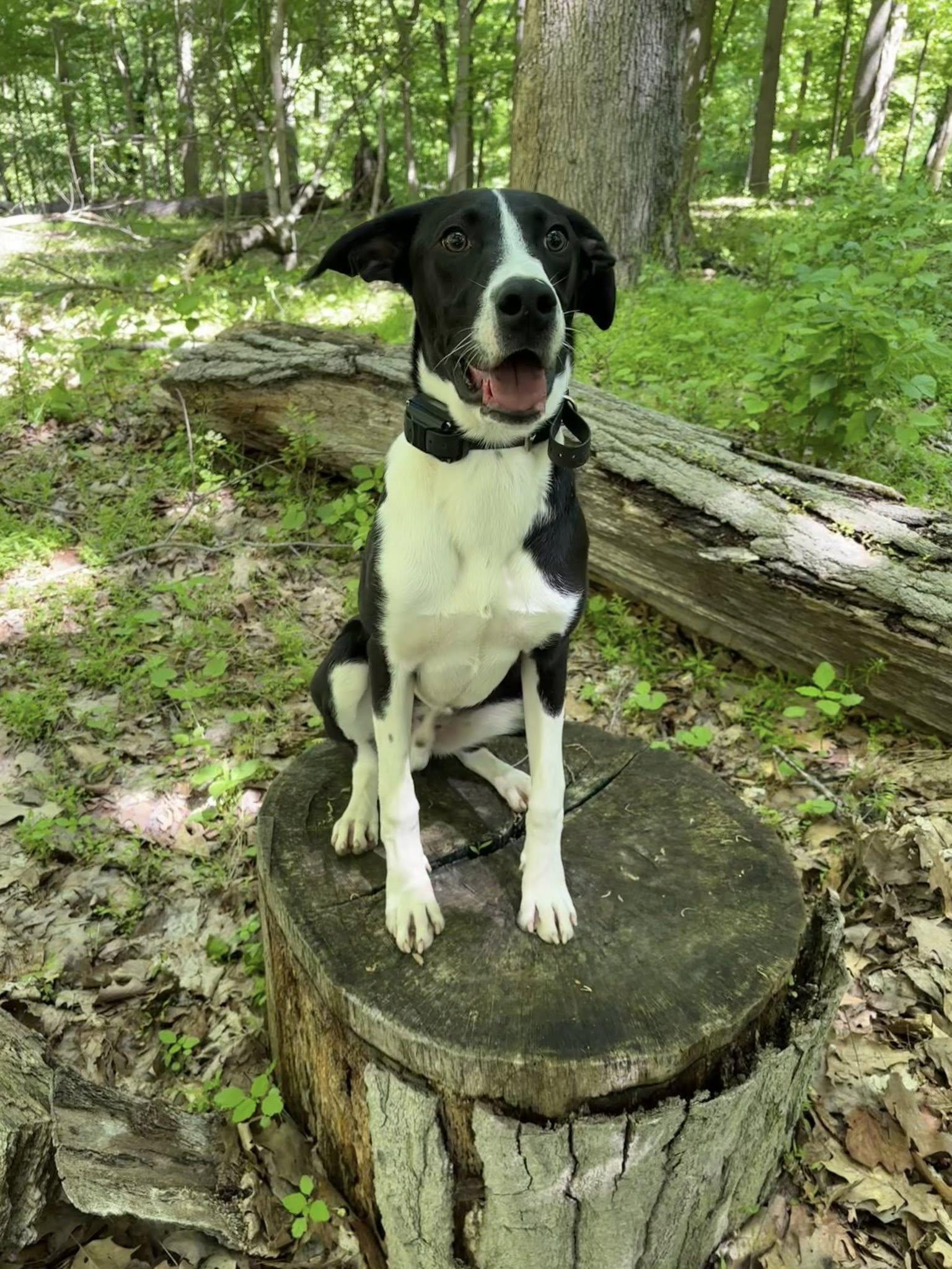 Banjo, ADOPTABLE, Puppy Male Great Dane & Australian Cattle Dog / Blue Heeler.