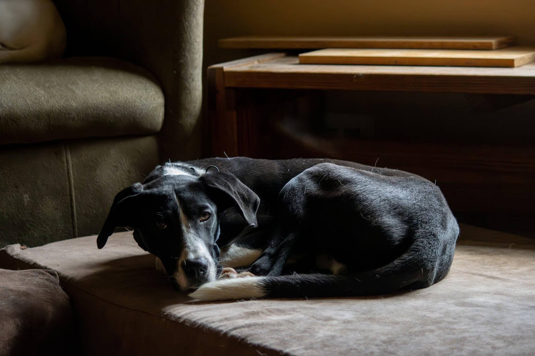 Banjo, a ADOPTABLE mixed breed in Bethel Park, PA image 3/5