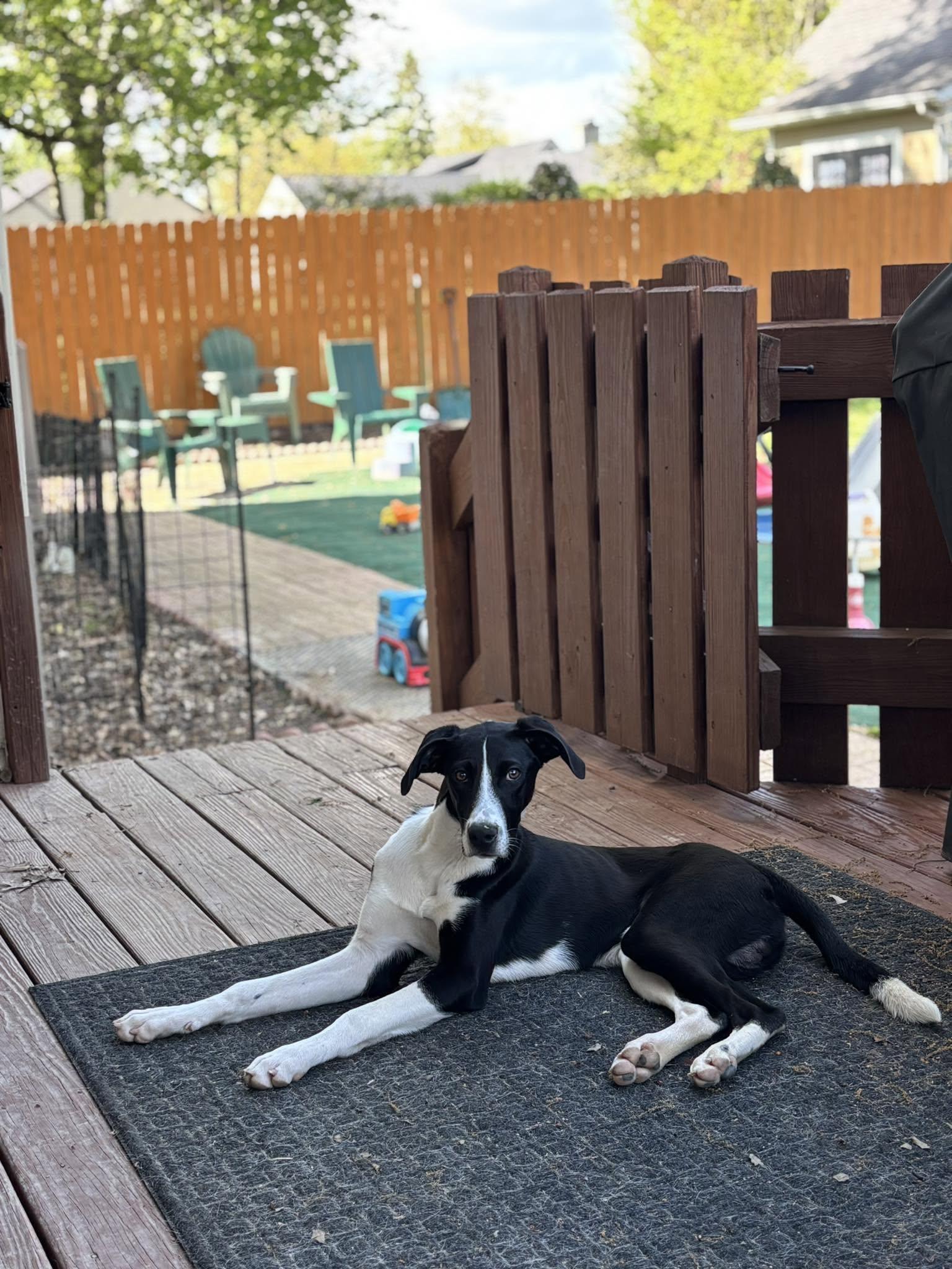 Banjo, a ADOPTABLE mixed breed in Bethel Park, PA image 5/5