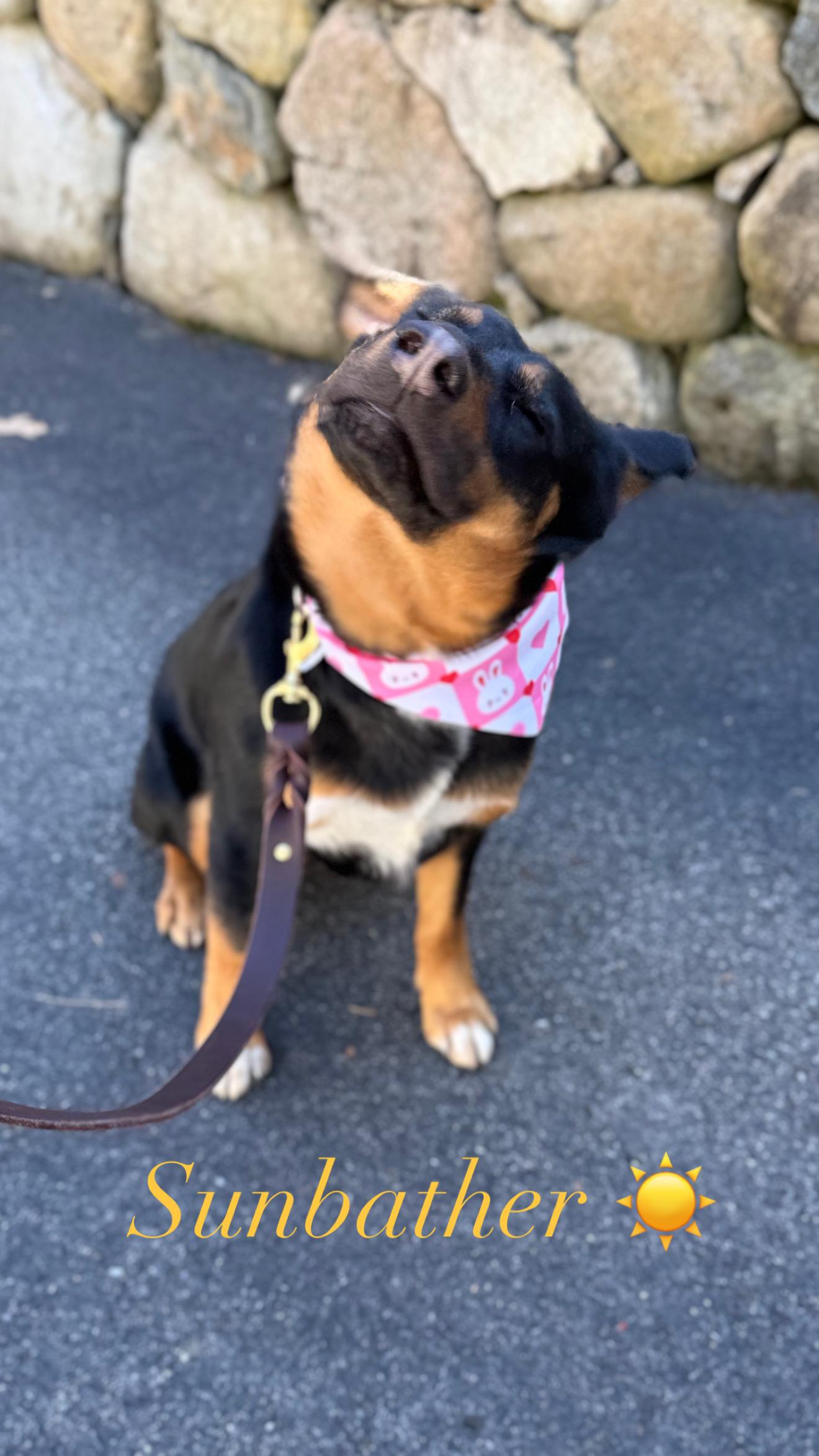 April, an adopted mixed breed in Weston, MA image 3/6