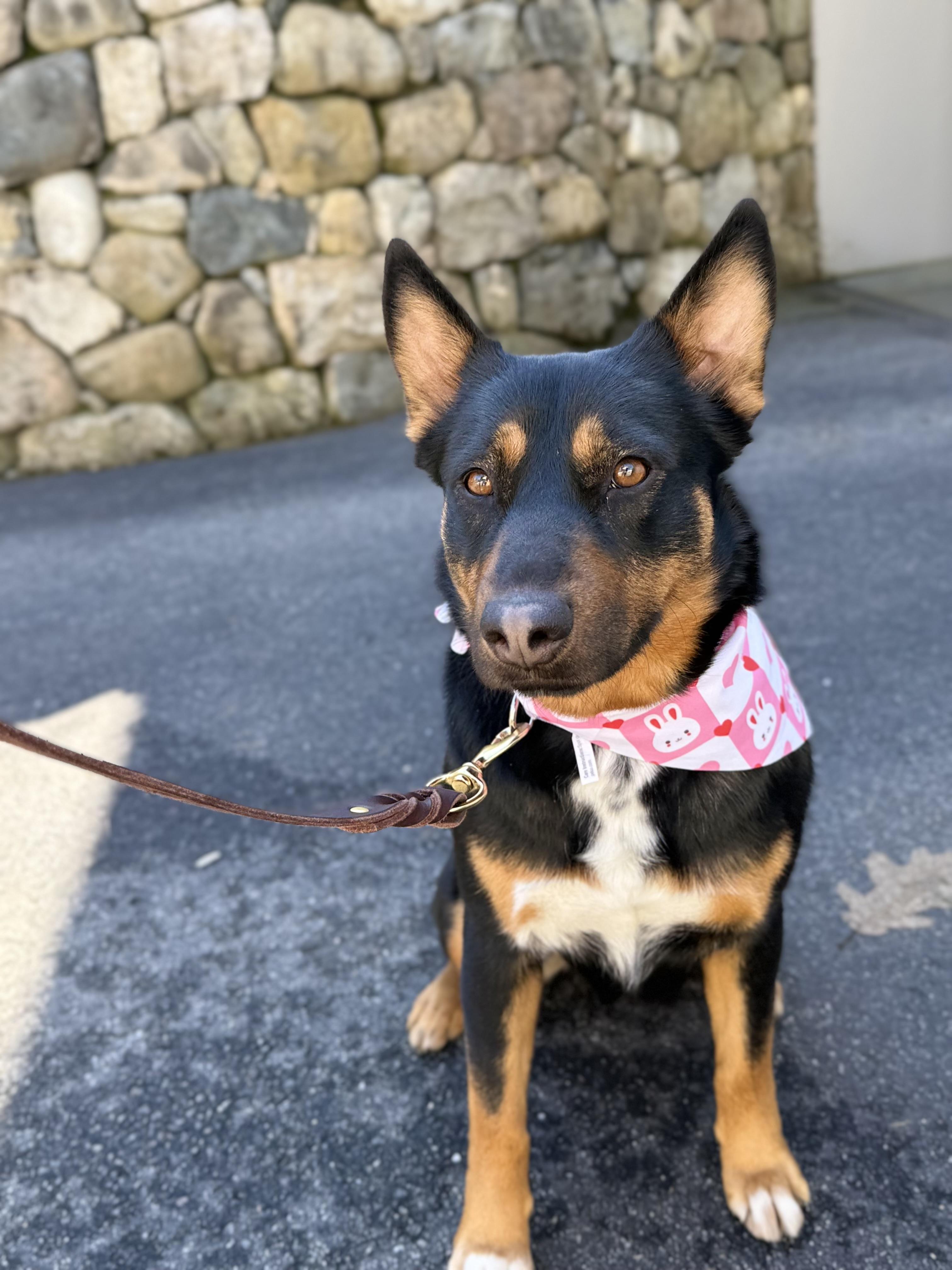 April, an adopted mixed breed in Weston, MA image 2/6