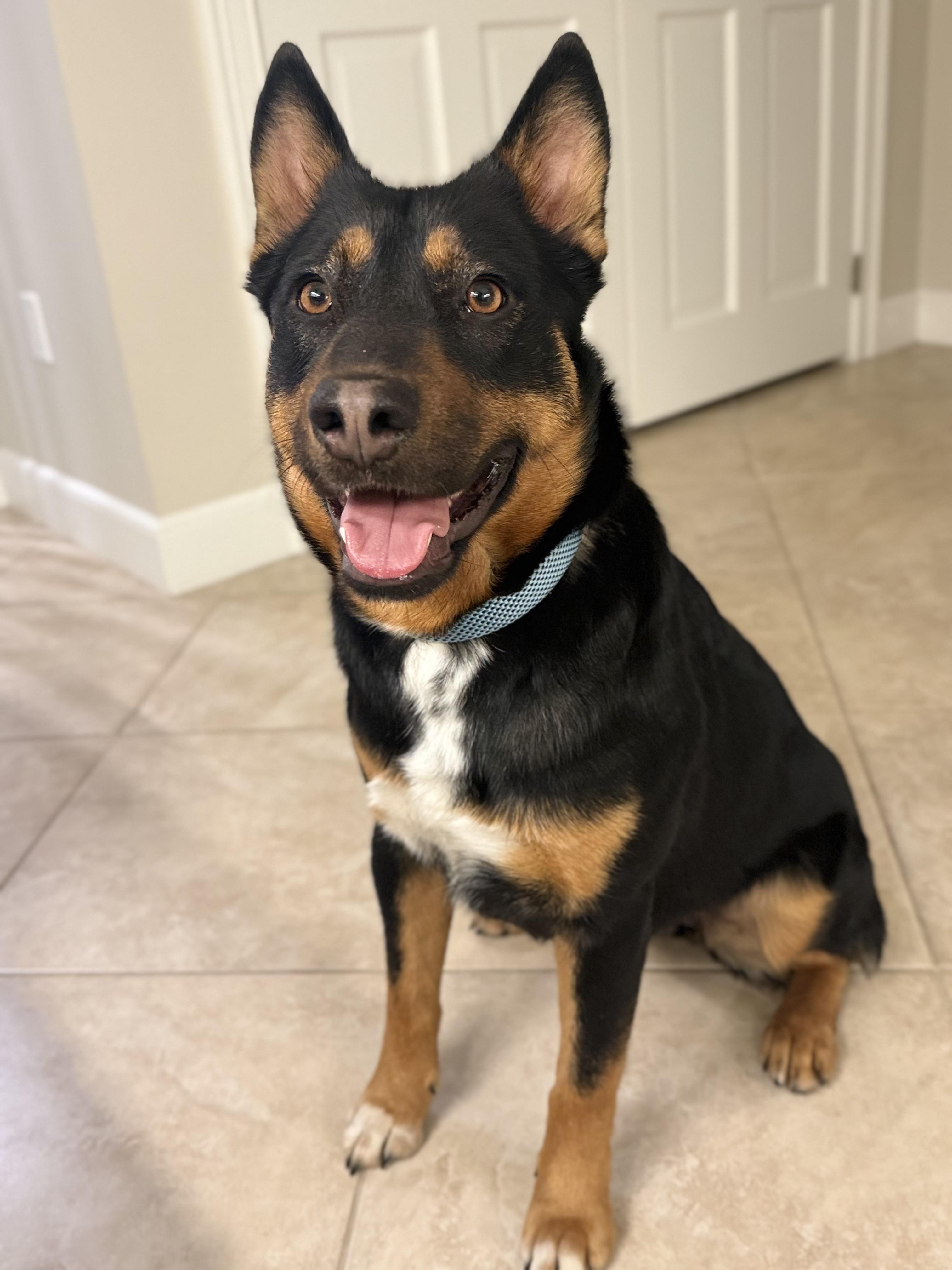 April, an adopted mixed breed in Weston, MA image 1/6