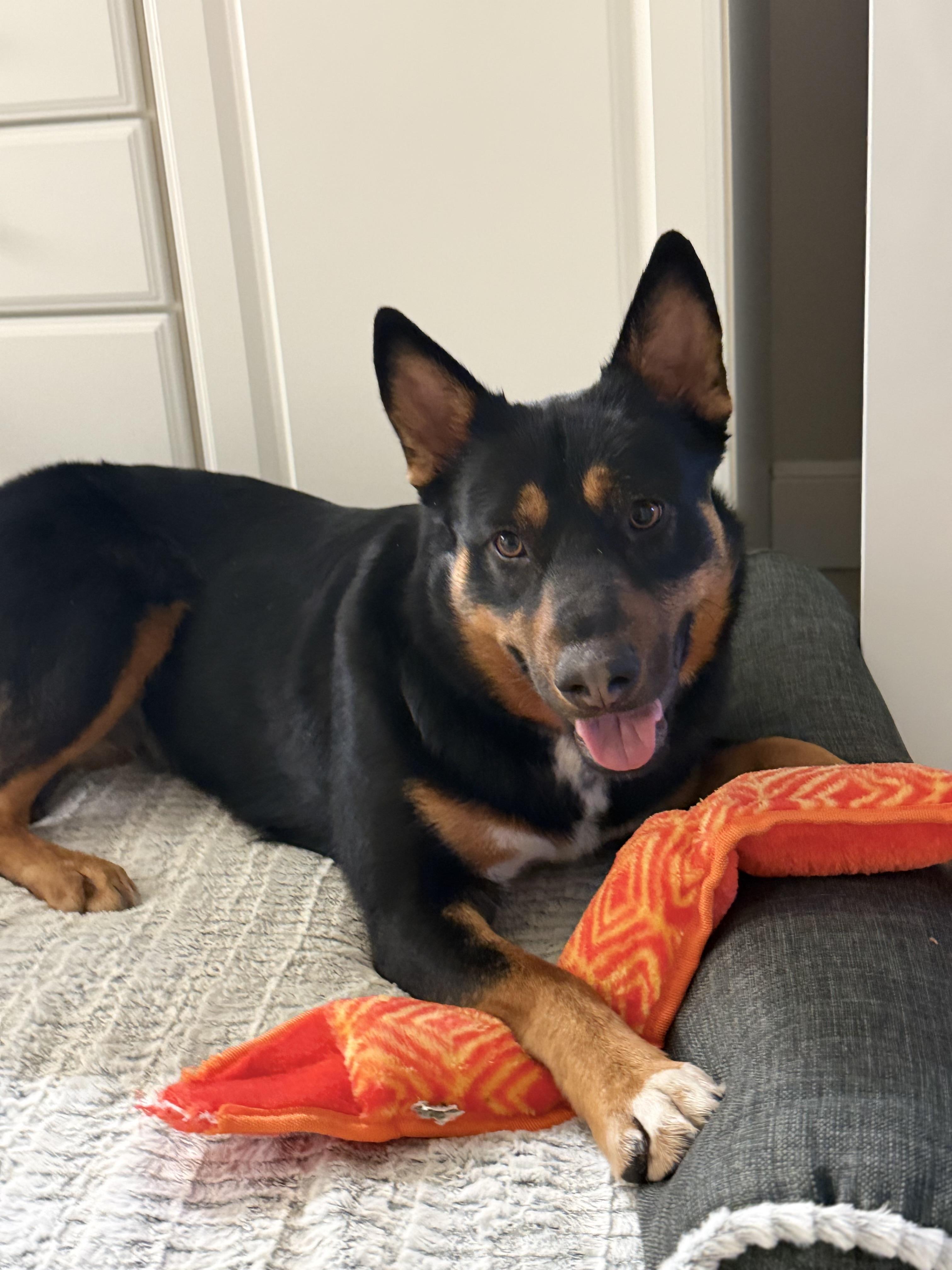 April, an adopted mixed breed in Weston, MA image 4/6