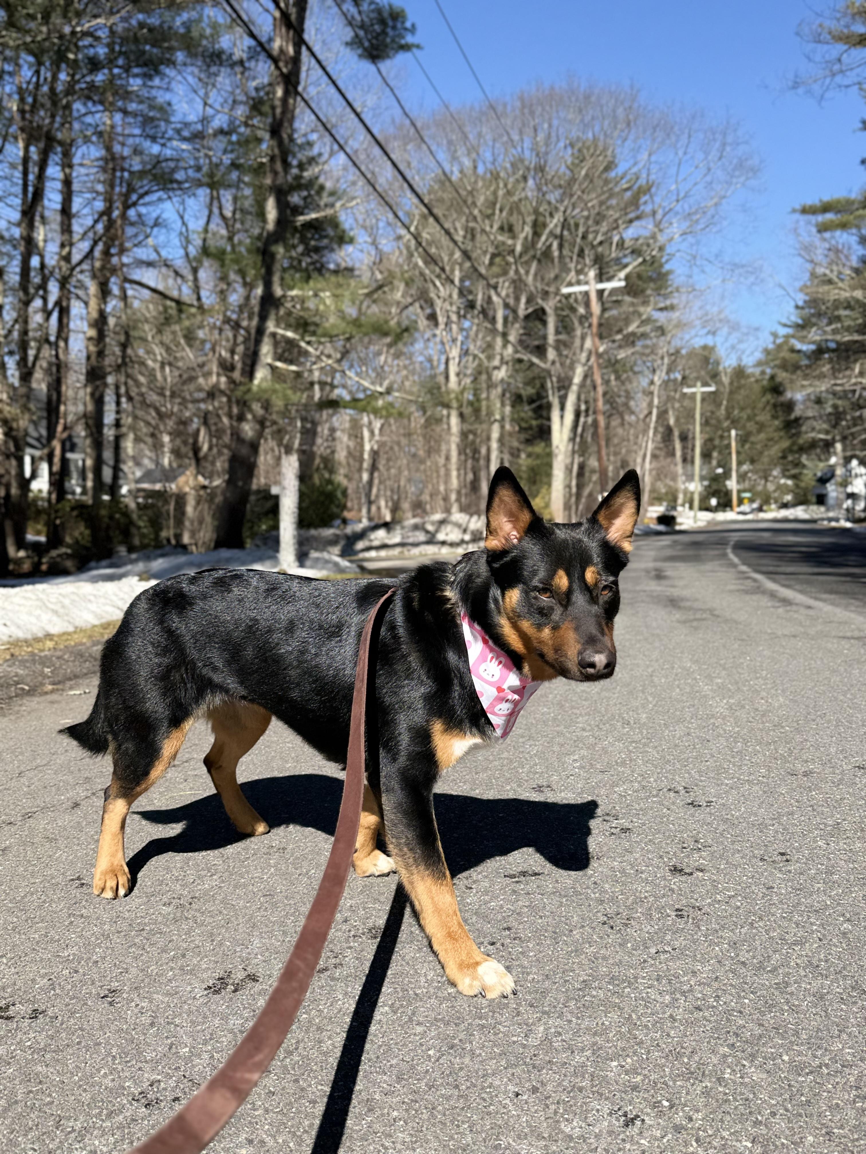 April, an adopted mixed breed in Weston, MA image 5/6