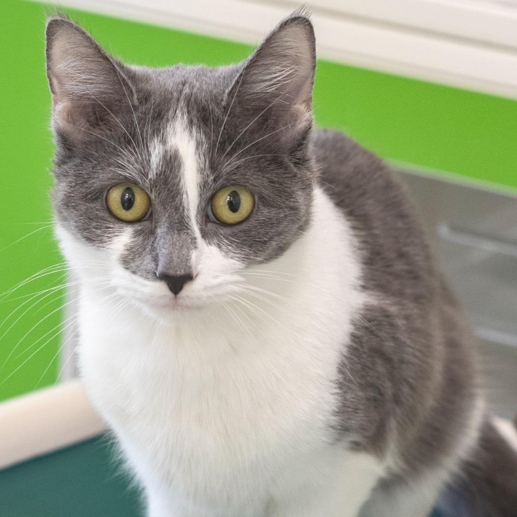Enlarge Louise, a ADOPTABLE Domestic Short Hair in Pontiac, MI image 1/1
