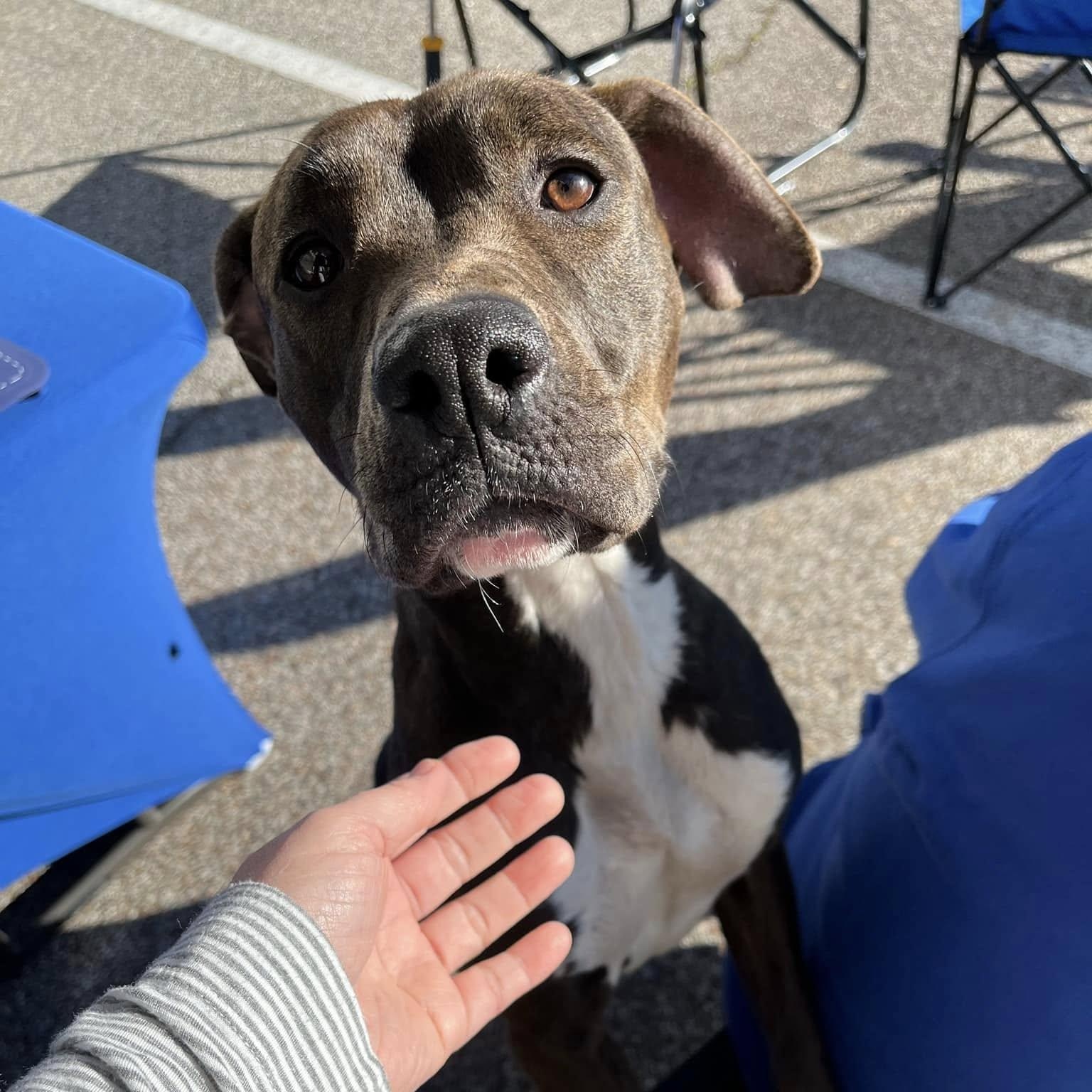 Laney, Adult Female American Staffordshire Terrier