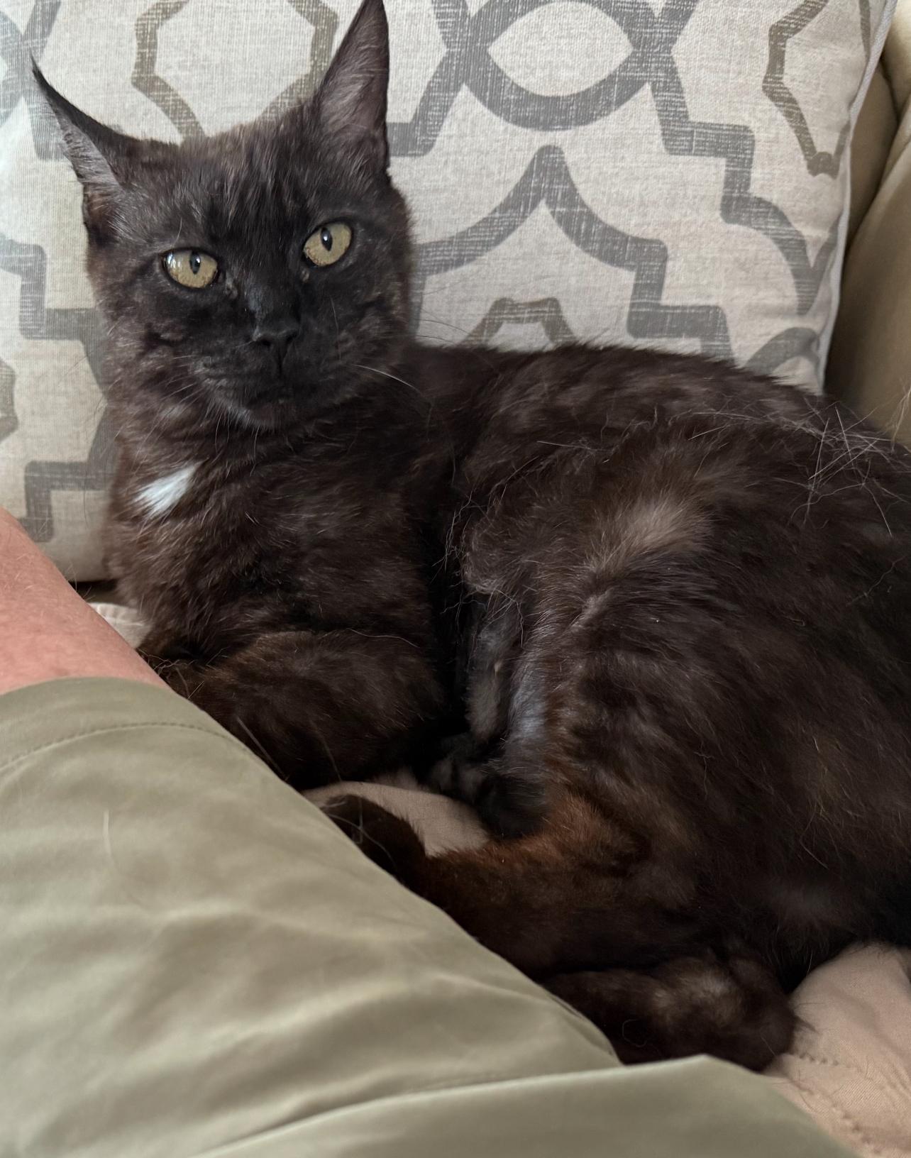 Rosa, Adoptable, Adult Female Domestic Short Hair.