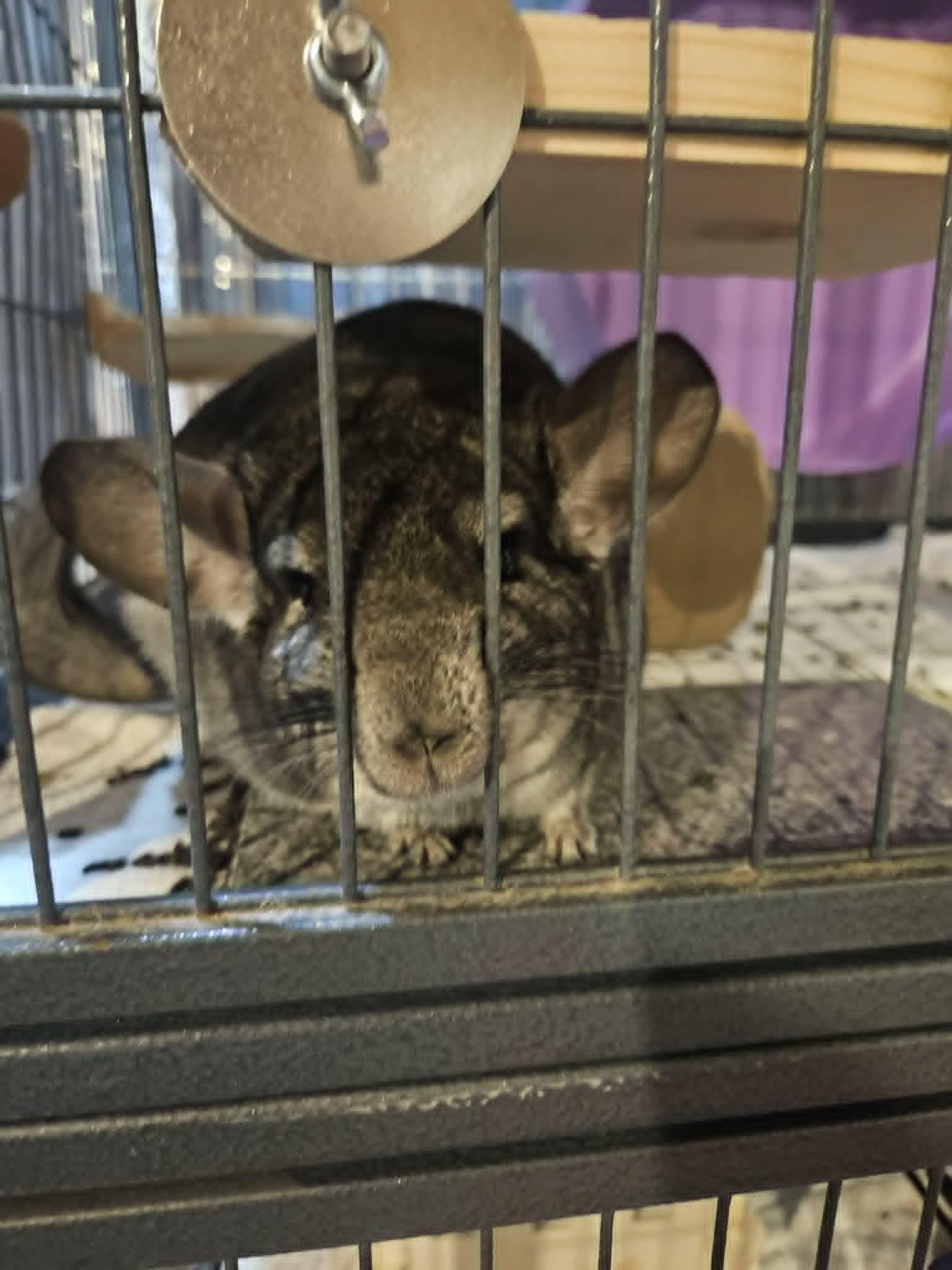 Enlarge Hen, an adopted Chinchilla in Sauk Village, IL image 3/3