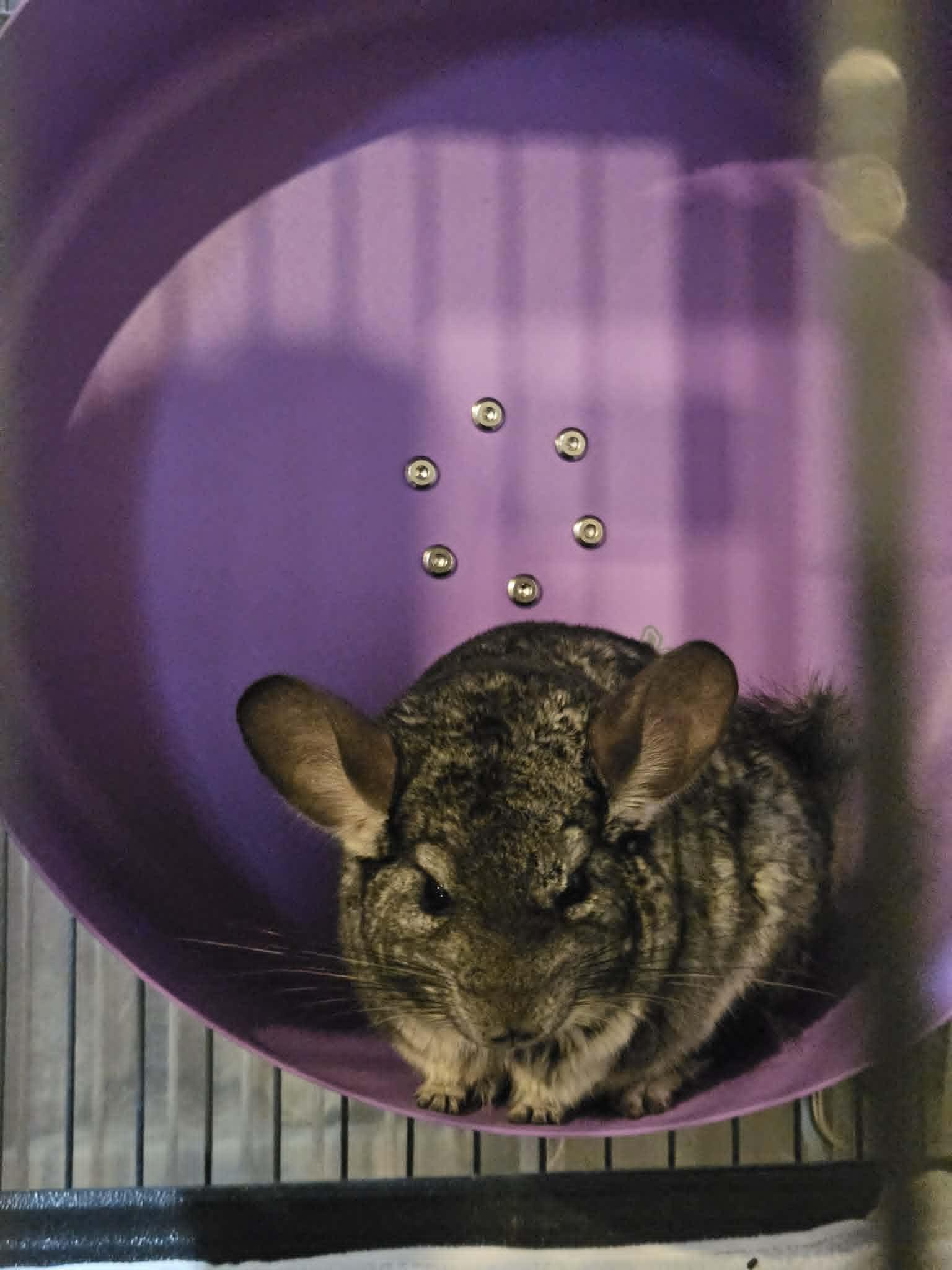 Enlarge Hen, an adopted Chinchilla in Sauk Village, IL image 2/3