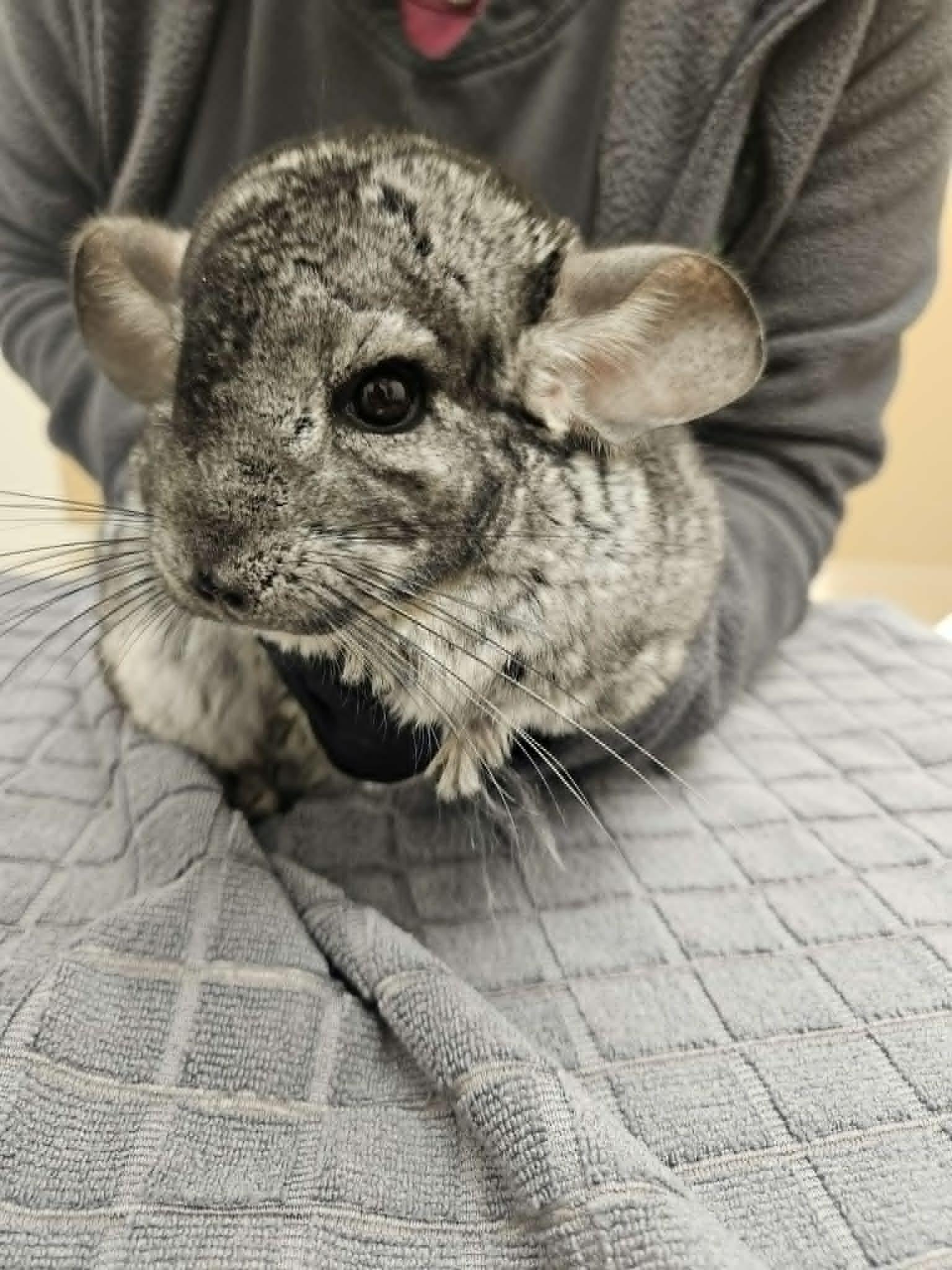 Enlarge Hen, an adopted Chinchilla in Sauk Village, IL image 1/3