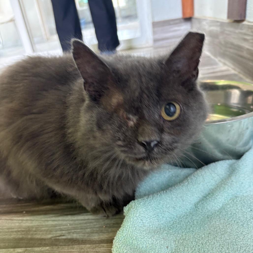 Enlarge Iris, a Adoptable Domestic Long Hair in West Des Moines, IA image 1/4