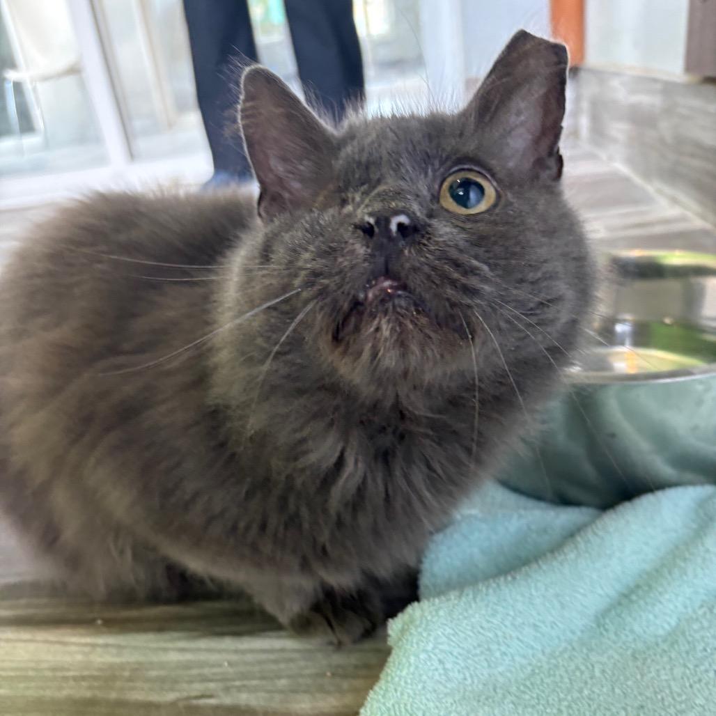 Enlarge Iris, a Adoptable Domestic Long Hair in West Des Moines, IA image 2/4