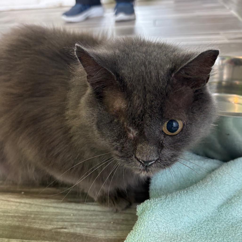 Enlarge Iris, a Adoptable Domestic Long Hair in West Des Moines, IA image 3/4