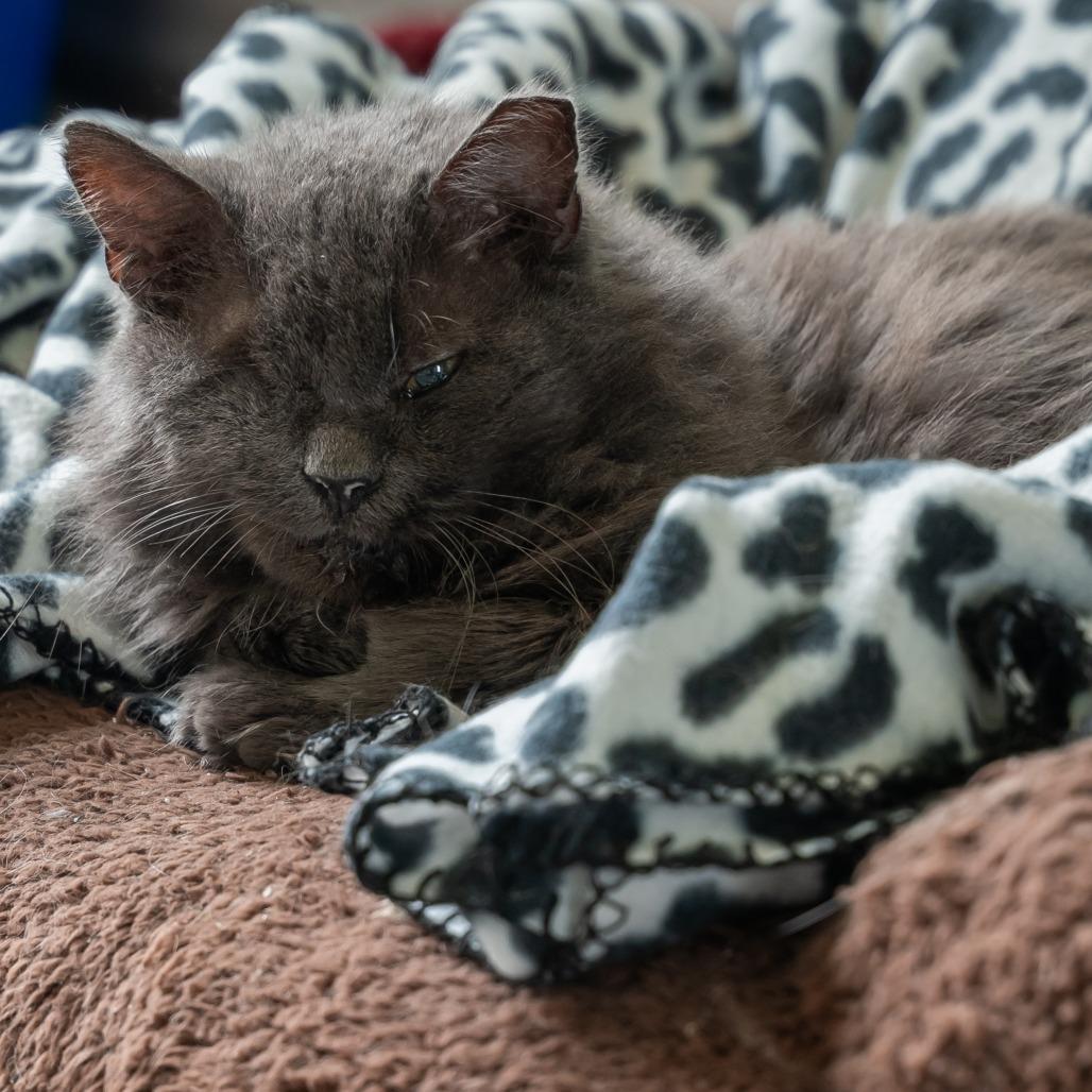 Enlarge Iris, a Adoptable Domestic Long Hair in West Des Moines, IA image 4/4