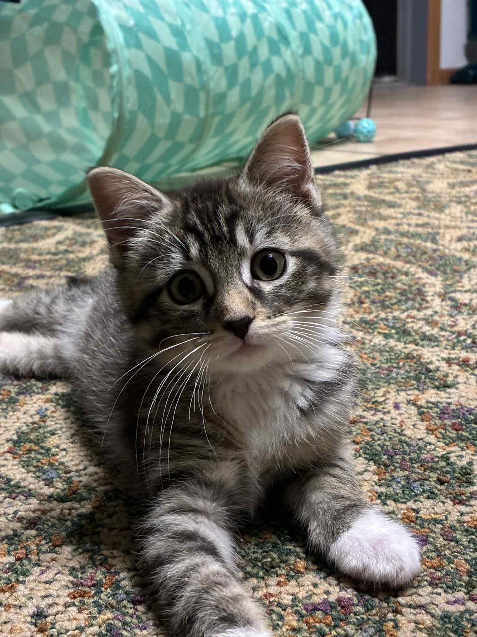 Huda, a Adoptable mixed breed in Binghamton, NY image 2/3