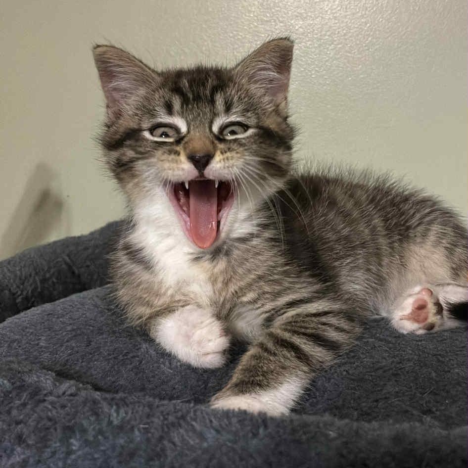 Huda, Adoptable, Kitten Male Domestic Short Hair.