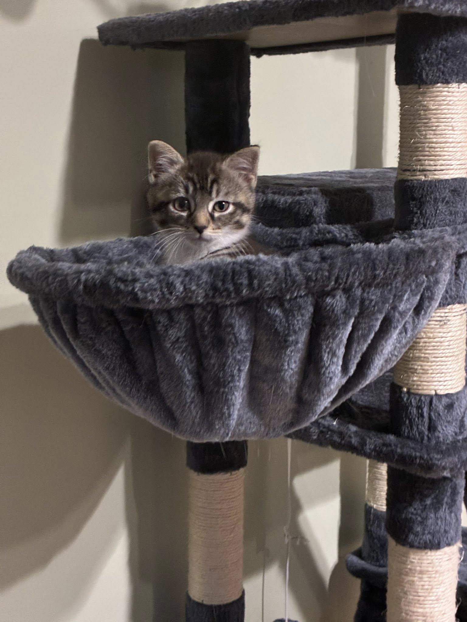 Huda, a Adoptable mixed breed in Binghamton, NY image 3/3