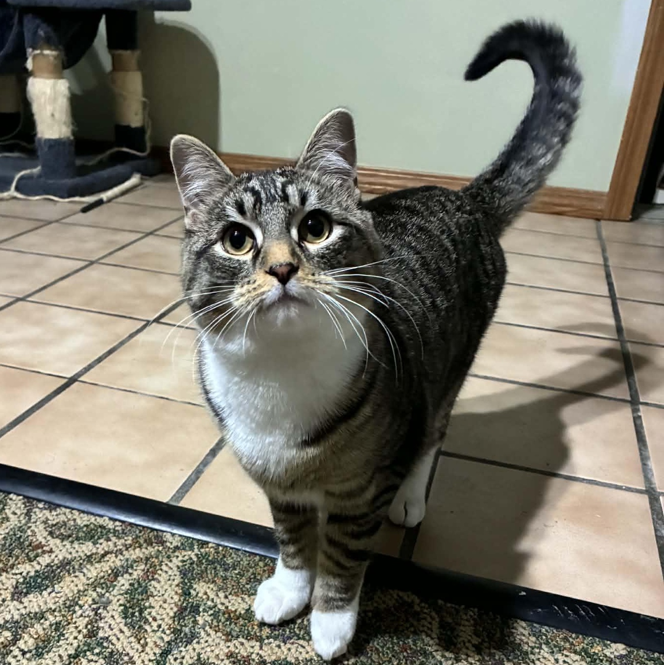 Huda, Adoptable, Kitten Male Domestic Short Hair.