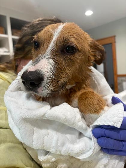 Scampi, a Adoptable mixed breed in Southern Pines, NC image 2/3